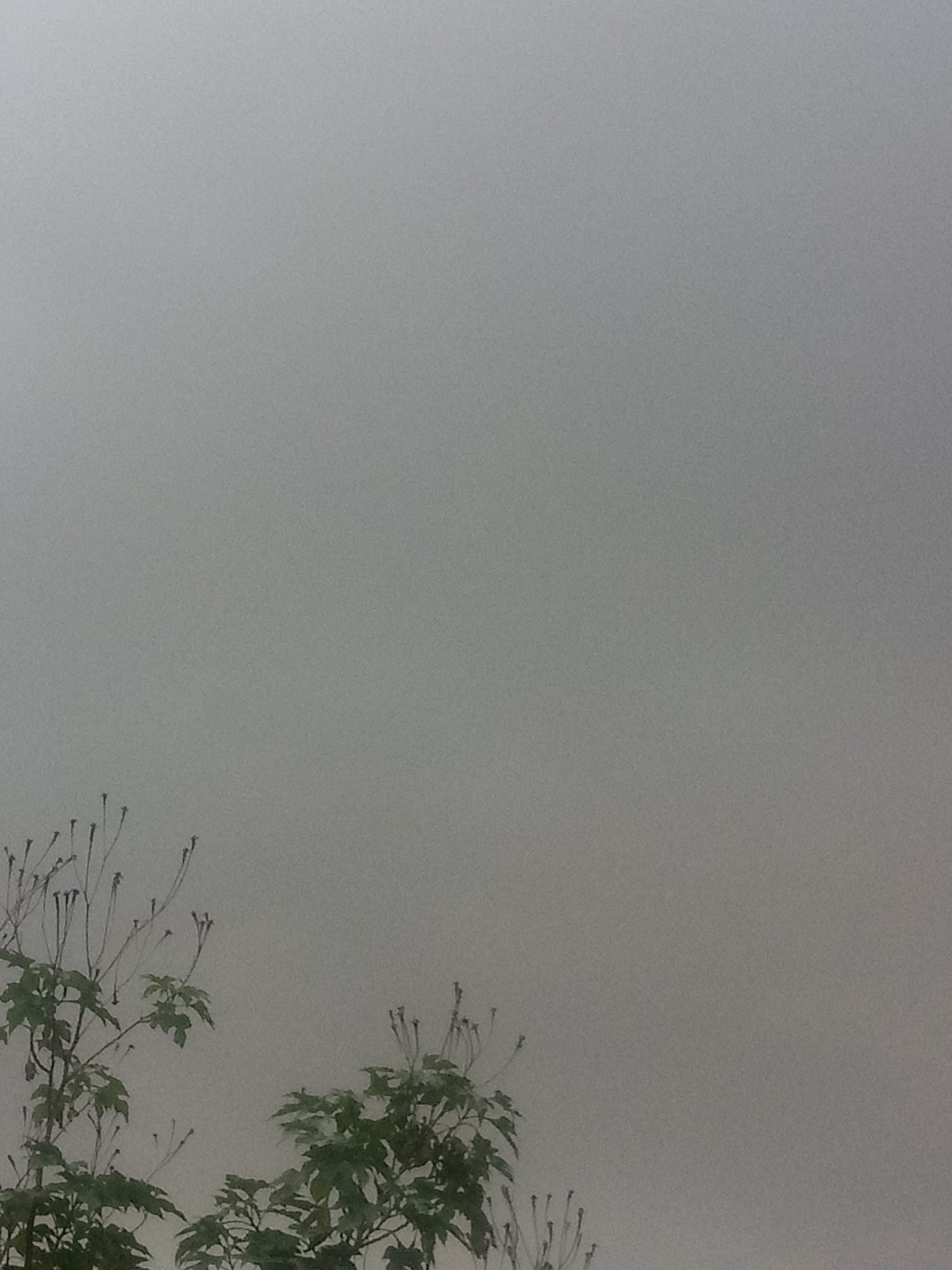 The image depicts a close-up, eye-level shot of a foggy, gray sky with the tops of two leafy green plants and thin, bare branches visible in the lower portion of the frame. The foliage is a dark green, with the leaves appearing somewhat glossy. The branches are slender and brown, extending upwards and outwards. The overall atmosphere is subdued due to the pervasive fog, which obscures any background details or distant elements. There are no people or animals present in the scene.