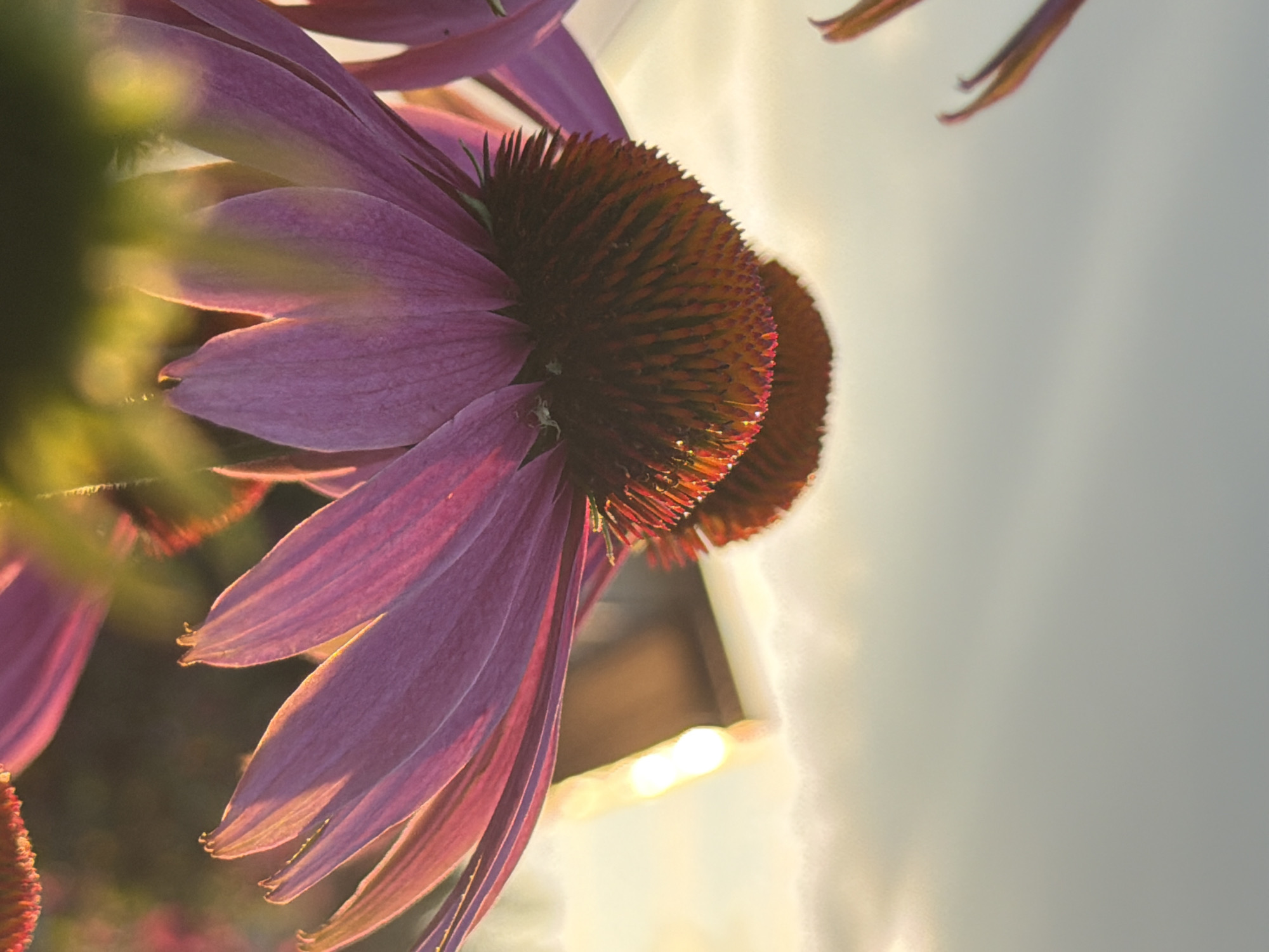 This is a close-up, vertical, low-angle shot of a purple coneflower, likely an Echinacea purpurea, with its petals backlit by the sun. The flower's central cone is a dark reddish-brown and spiky, with the tips of the petals showing the texture of their veins. The petals are a vibrant purple and some are tinged with pink and orange from the sunlight. To the left of the main flower, parts of another coneflower are visible, as well as out-of-focus green foliage, suggesting a garden setting. In the background, a blurred structure that appears to be a wooden building is visible, along with a bright, soft glow from the setting sun. The overall mood is warm and serene, with the sunlight creating a halo effect around the flower. The time of day appears to be late afternoon or early evening, given the warm, angled light. The location context is Фоки, Russia. There is no visible text in the image.