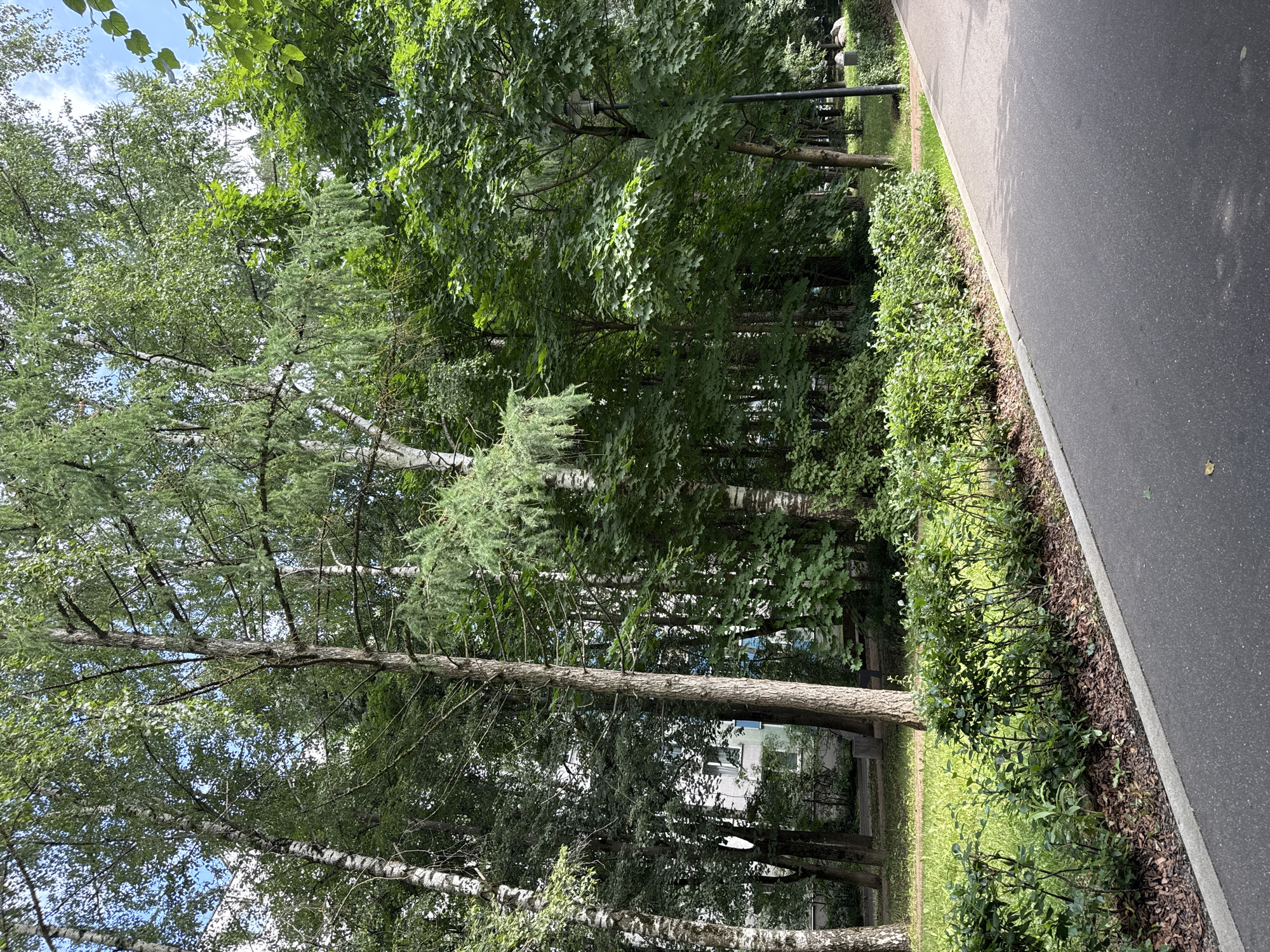 A paved walkway runs diagonally from the lower right to the upper left of the frame, bordered by a low, manicured hedge. Beyond the hedge is a strip of green grass and then a dense line of trees, some with white bark and others with dark bark, interspersed with lush green foliage. In the background, partially obscured by the trees, is a multi-story building with a light-colored facade and windows. The sky is visible through the tree canopy, appearing blue with scattered white clouds. The overall scene depicts a well-maintained park or residential area in the city of Zelenograd, Russia, likely during the summer months due to the abundant greenery.