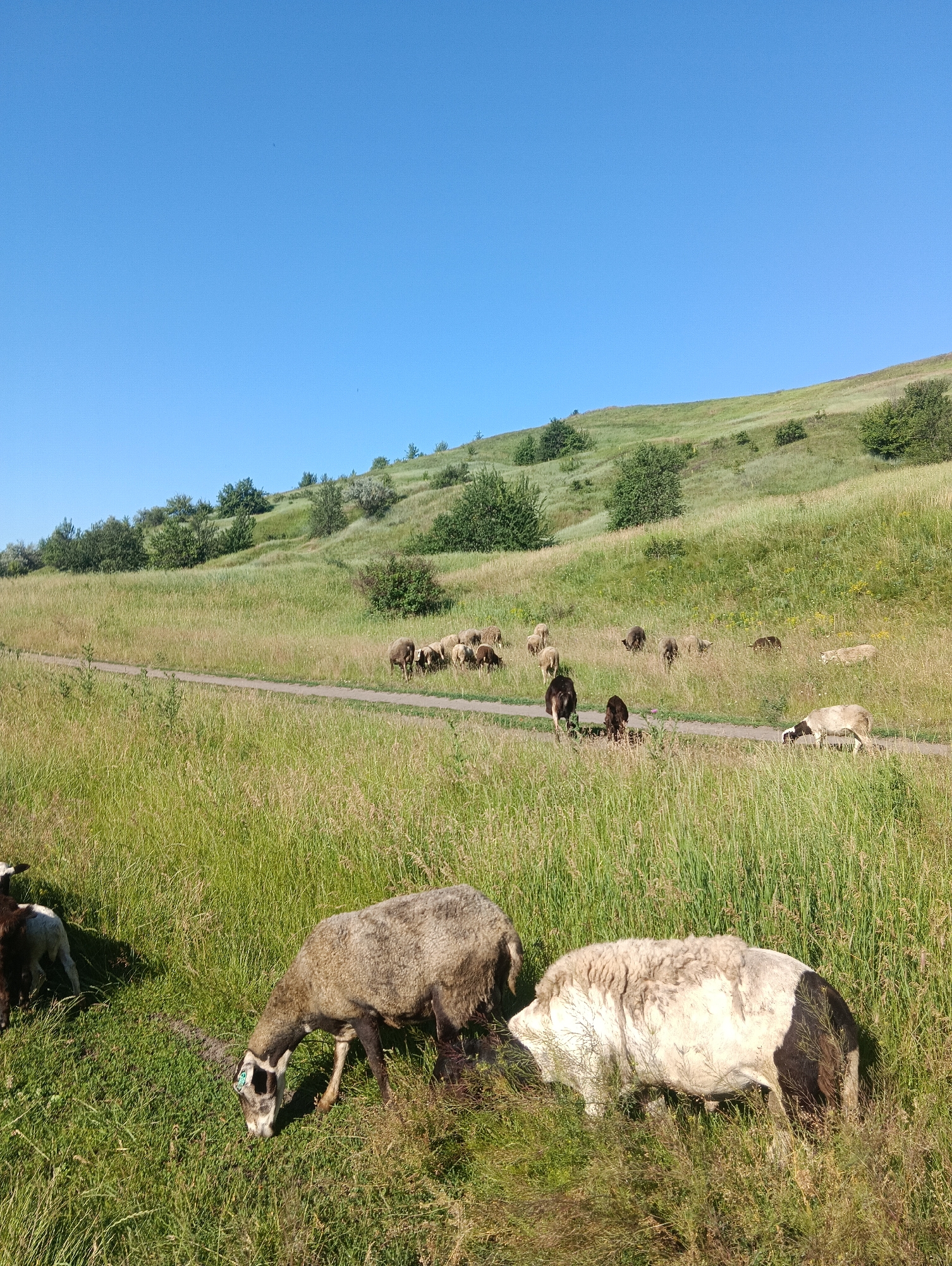 A herd of sheep graze in a lush green pasture on a sunny day. The sheep are scattered across the grassy hillside, some closer to the camera and others further up the slope. A narrow dirt path winds through the pasture, with several sheep walking along or grazing near it. The background shows a gently rolling hill covered in more green grass and scattered trees. The sky is a clear, bright blue. There are no people or buildings visible in the image.