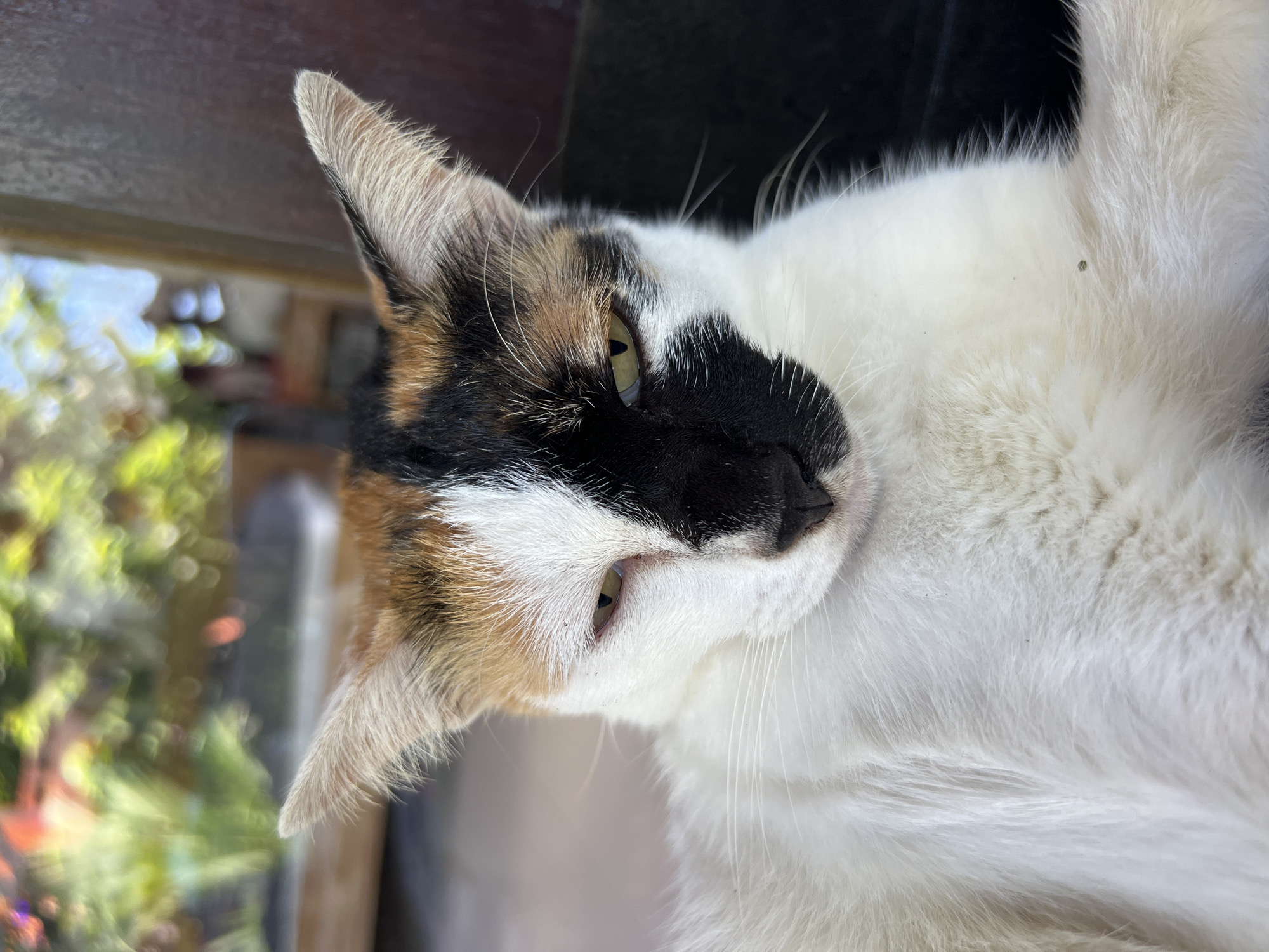 The image is a close-up of a calico cat lying down, seemingly indoors near a window. The cat is predominantly white with patches of black and orange/brown on its head. It has green eyes and a black nose. The background shows blurred foliage, suggesting a garden or trees visible through the window. The location is specified as Sukawati, Indonesia, but there's no visible information within the image to confirm or deny this location.
