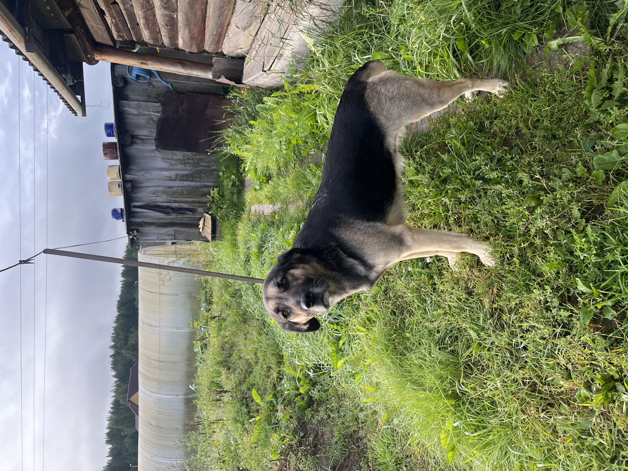 A medium-sized dog with black and tan fur stands in a grassy yard. The dog is facing the camera and looking to the left. The dog is a mixed breed, possibly a shepherd mix, with floppy ears and a medium-length snout. The dog's fur is coarse and appears to be somewhat matted in places. The dog's tail is long and bushy. The dog is standing on a dirt path that is lined with grass. In the background, there is a greenhouse, a wooden fence, and a wooden building. The sky is overcast and the lighting is dim. This image was taken in Nizhny Tagil, Russia.