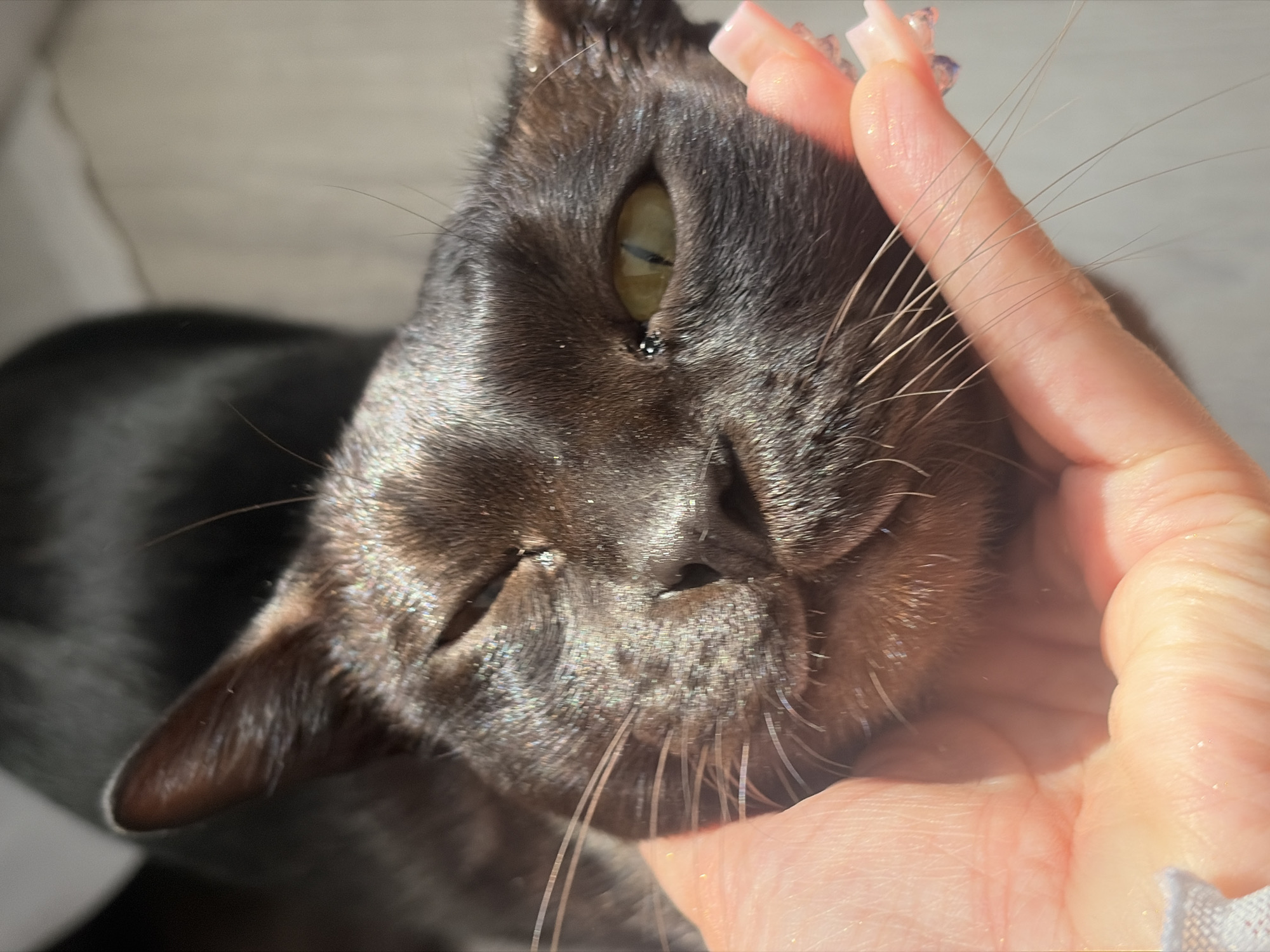 A close-up, overhead shot shows a black cat's face being held gently by a human hand. The cat's fur has a shimmering, iridescent quality, possibly due to sunlight. One of the cat's eyes is partially closed, while the other is open, revealing a light green iris. The cat's whiskers are long and numerous. The human hand has long, manicured nails, painted in a light pink color with iridescent accents. The background is softly blurred, showing a light-colored surface, possibly a wooden floor or a piece of furniture, illuminated by sunlight. The scene evokes a sense of affection and comfort between the human and the animal. The location is unspecified, and there is no indication of Saint Petersburg, Russia.