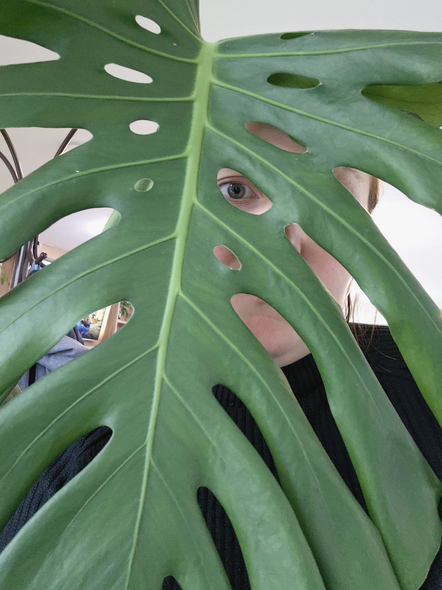 The image, captured indoors in Chaikovsky, Russia, presents a close-up portrait of a person largely obscured by a prominent, vibrant green Monstera deliciosa leaf. The large leaf, characterized by its distinctive fenestrations (natural holes and splits) and visible veins, dominates the foreground. Through one of these natural openings, a single human eye—the left eye with a light iris—is clearly visible, suggesting the person is playfully peeking or observing. Hints of the person's fair skin, light-colored hair, and dark clothing are also discernible through other gaps in the foliage. The background, softly blurred and seen through the leaf's perforations and around its edges, reveals typical indoor elements: a light-colored wall, and a dark, curved object that might be part of furniture or a plant support. The lighting is soft and diffused, indicating daytime. No text is visible in the image.