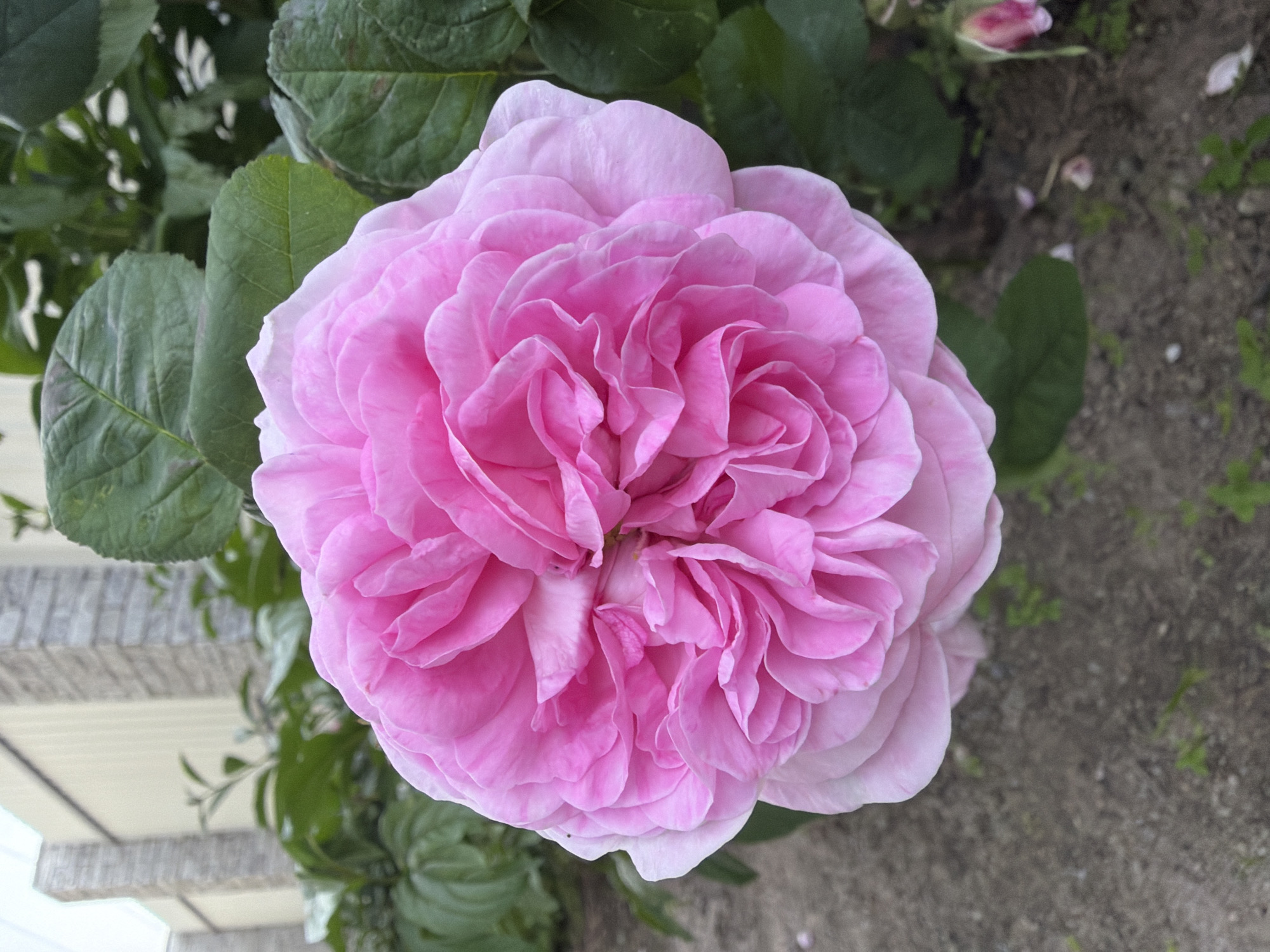 A large, fully bloomed, multi-petaled pink rose is prominently centered, angled slightly downwards, with its vibrant pink petals tightly packed towards the core and fading to a lighter pink or near-white at the ruffled outer edges. The rose is surrounded by dark green leaves, some slightly out of focus, indicating it is part of a larger plant or bush. In the lower right quadrant, a small, tightly closed pink rose bud is visible among the foliage, alongside a few scattered pink petals resting on the dry, grey-brown soil and gravelly ground, which also shows sparse green shoots. The background features light-colored, possibly beige or off-white, corrugated siding or fencing, against which two grey, brick-patterned stone pillars are discernible. The scene depicts a cultivated garden environment in Bila Tserkva, Ukraine, under natural daylight. No people or animals are present.