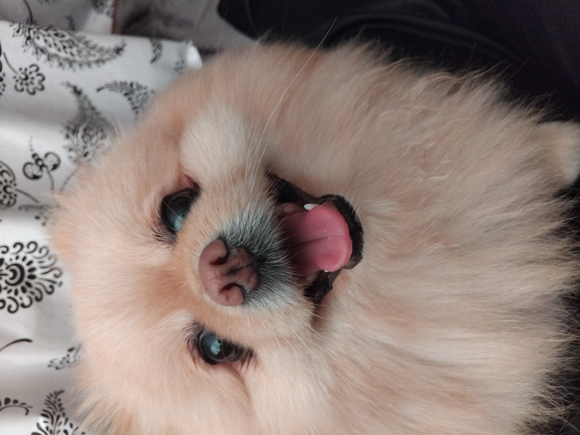 The image is a close-up, eye-level shot of a light-colored Pomeranian dog. The dog's mouth is open, revealing its pink tongue and a single white tooth. Its eyes are dark and appear to be looking upwards. The background is blurred and features a white fabric with a black paisley-like pattern. The dog's fur is fluffy and light tan in color. The image does not provide any information or context related to the city of Apriltsi, Bulgaria.