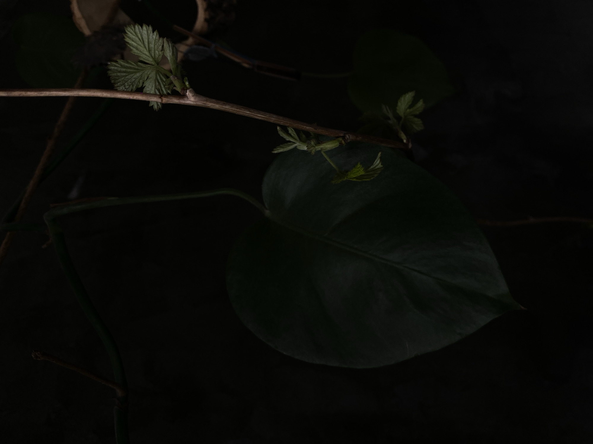 A close-up shot, heavily underexposed, shows a branch with emerging leaves in the upper left quadrant and a large, heart-shaped leaf in the center. The background is entirely black. The location and city information is unavailable from this image.