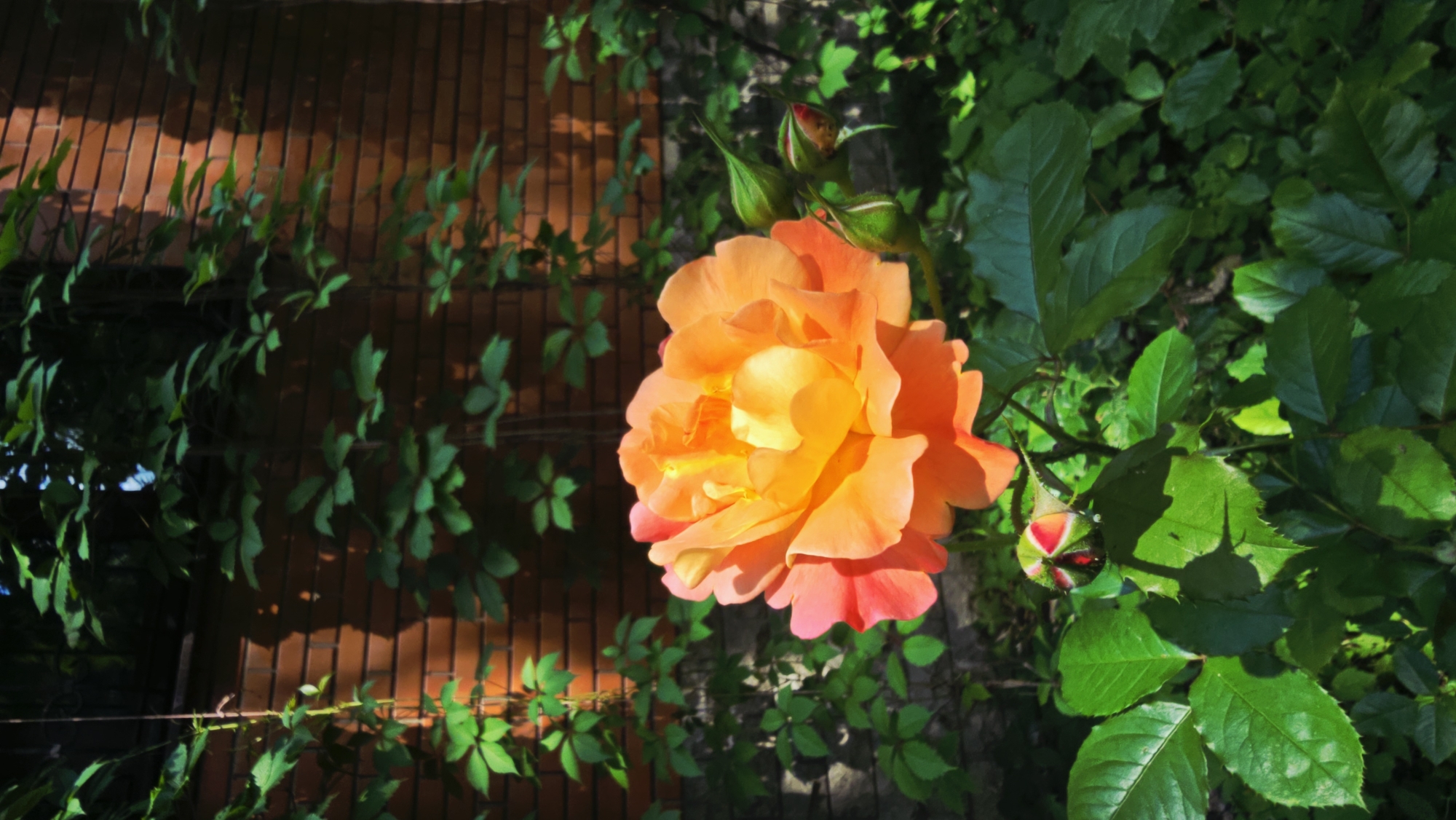 This media file shows a close-up of a vibrant orange and pink rose in full bloom. The rose is positioned on the right side of the frame, with its petals unfurling towards the viewer. Several rosebuds, some showing hints of red, are visible near the main flower. The rose is surrounded by lush green foliage, suggesting it is part of a garden or natural setting.
In the background, to the left of the rose, a brick wall is partially visible, illuminated by dappled sunlight that casts striped shadows. Green ivy or vine plants are growing over the wall and in front of it, creating a textured backdrop. The overall lighting suggests it is a sunny day, likely in the late afternoon or early morning due to the warm tones and shadows. The image is sharp and detailed, focusing on the delicate textures of the rose petals and leaves.
There is no visible text or discernible activity or event taking place. The scene evokes a sense of natural beauty and tranquility. Based on the provided location context, this scene is situated in Il’inskiy, Russia.