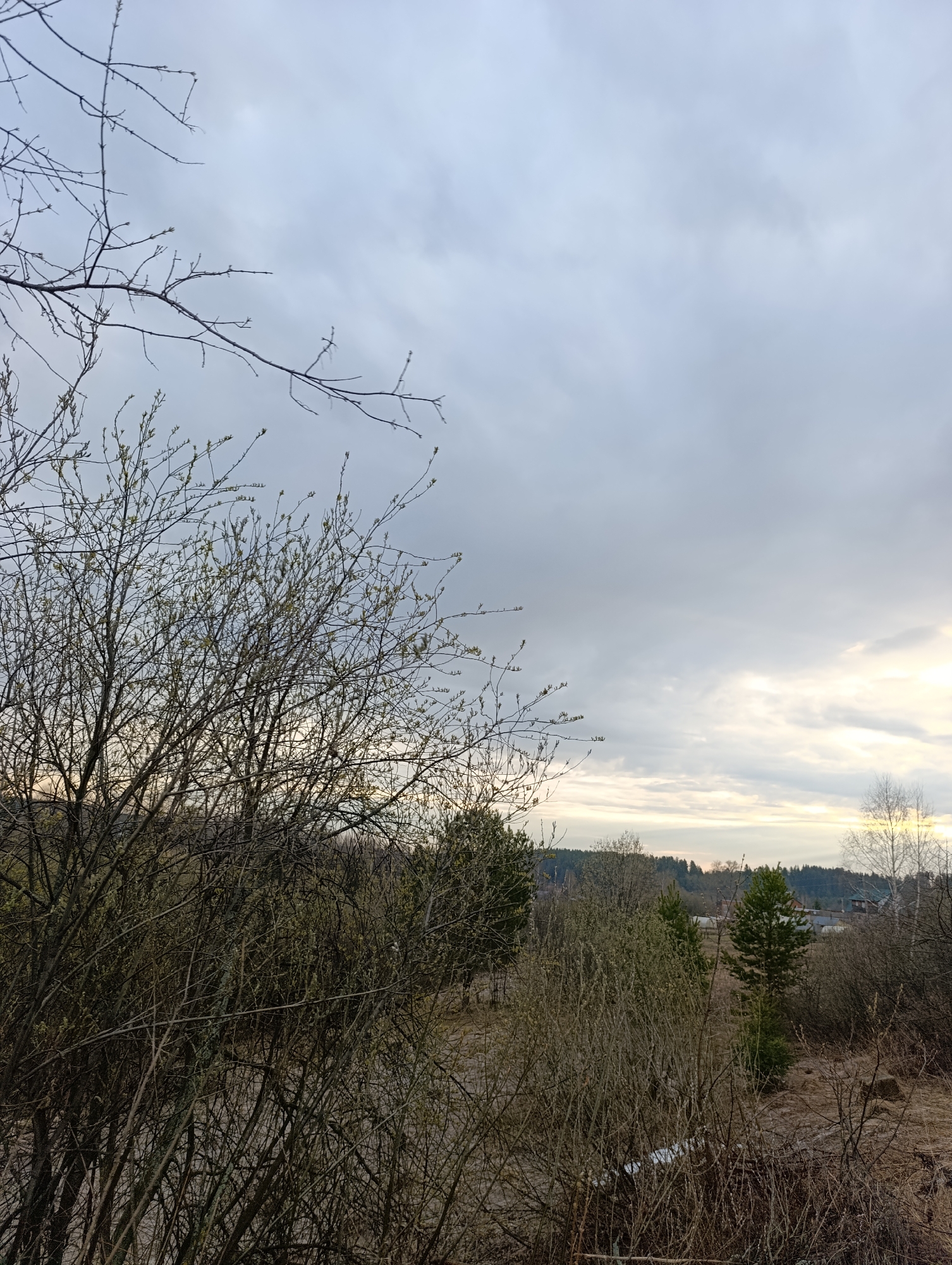 The media file captures an outdoor landscape scene in early spring, likely during late afternoon or early evening. The sky is predominantly overcast with soft gray and white clouds, though a subtle warm, yellowish light emanates from the horizon on the right, suggesting an approaching sunset.
The foreground and midground are densely filled with leafless deciduous trees and shrubs. Many branches exhibit small, light green buds, characteristic of the very beginning of the growing season. A few sparse branches extend into the upper left of the frame. The ground beneath the dense vegetation appears dry and brown, with some patches of dried grasses. A small, melting patch of snow is visible in the lower midground, reinforcing the early spring setting.
In the background, a mix of evergreen trees (pines) and other deciduous trees forms a more distant tree line. Beyond these, faint outlines of buildings or houses are discernible, indicating a rural settlement. No people or overt activities are visible. The overall mood is one of quiet, natural transition, reflecting a typical early spring landscape in a rural area like Большой Букор, Russia. There is no visible text.