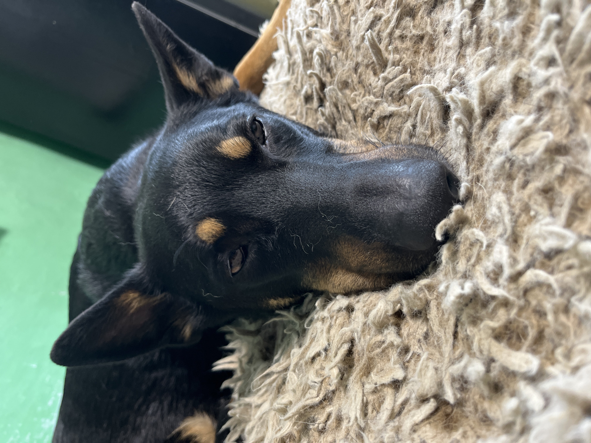 A close-up, eye-level shot shows a black and tan dog with pointed ears resting on a fluffy, tan-colored rug. The dog's head is tilted, and its eyes are partially closed, giving it a sleepy appearance. The background consists of a green wall and a dark surface, possibly furniture. There is no discernible location in Nizhny Tagil, Russia, or any specific activity or interaction depicted.