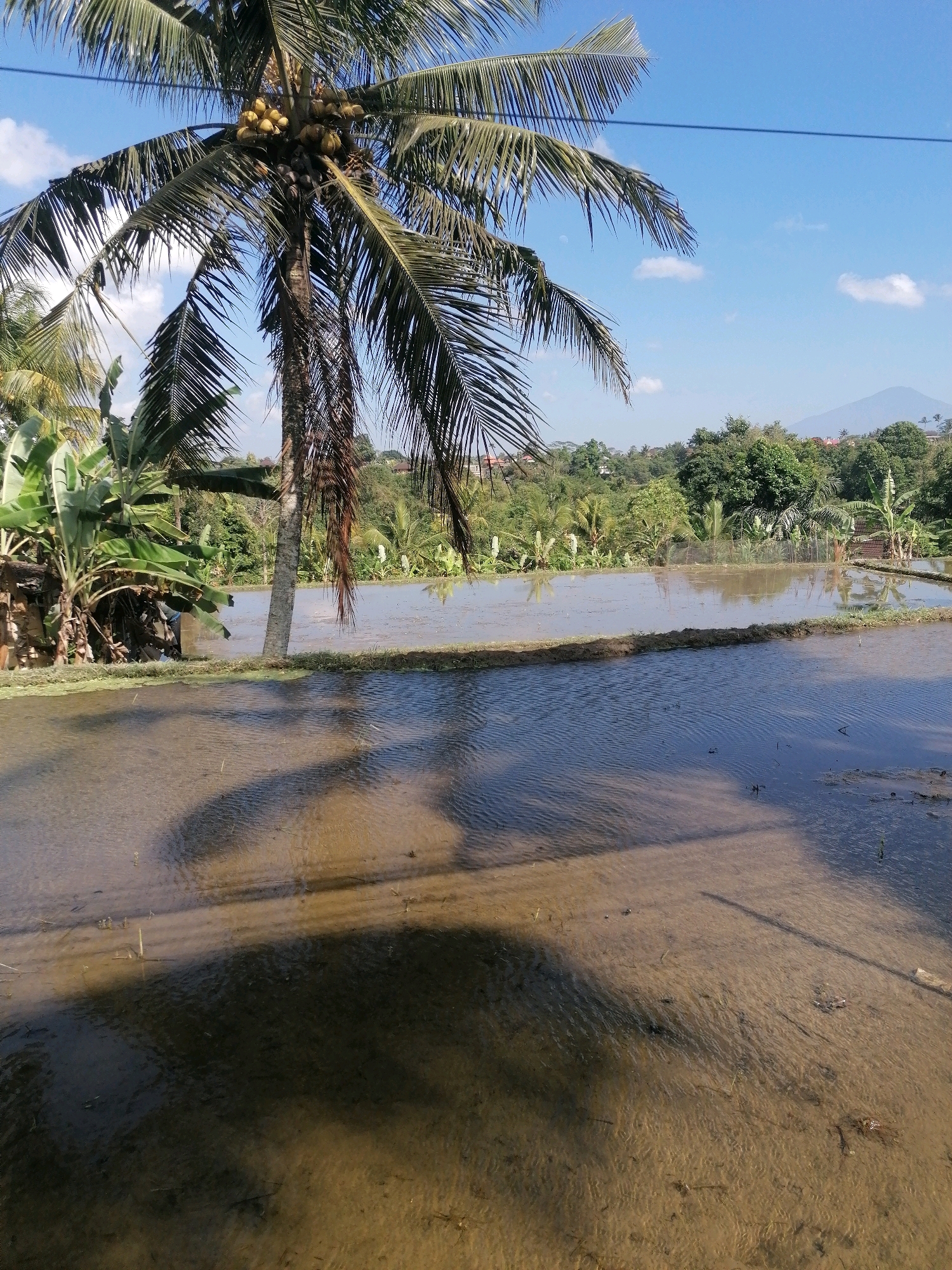 The image depicts a serene rural landscape in the Ubud District, Indonesia, featuring a flooded rice paddy in the foreground. A tall coconut tree with a cluster of coconuts is positioned to the left of the frame, casting a prominent shadow across the water. Lush green foliage, including banana plants, is visible behind the coconut tree. The background reveals a dense forest with scattered buildings, and in the distance, a mountain looms under a clear blue sky dotted with a few white clouds. The water in the rice paddy reflects the sky and surrounding vegetation, creating a tranquil and picturesque scene. There are no people or animals visible in the image. The overall impression is one of natural beauty and agricultural activity characteristic of the region.