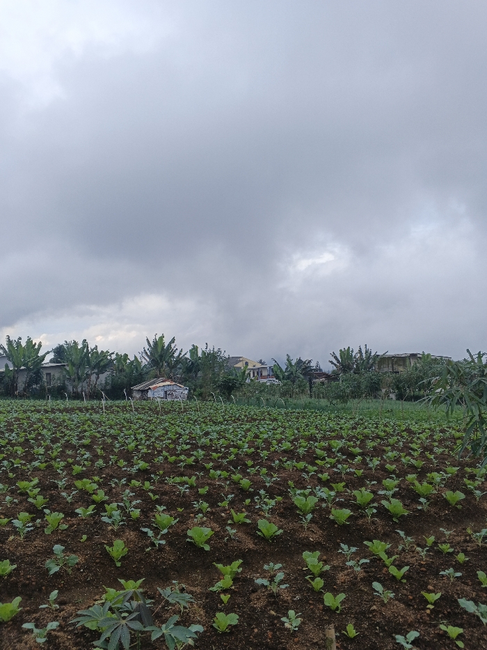 A lush vegetable field under a cloudy sky stretches into the distance, featuring rows of young leafy greens. Beyond the field, a small, weathered structure nestles among trees, with glimpses of houses and banana trees. The overcast sky dominates the scene, casting a soft, diffused light over the landscape. The foreground also features some larger, more established plants, hinting at the varying stages of growth within the field.