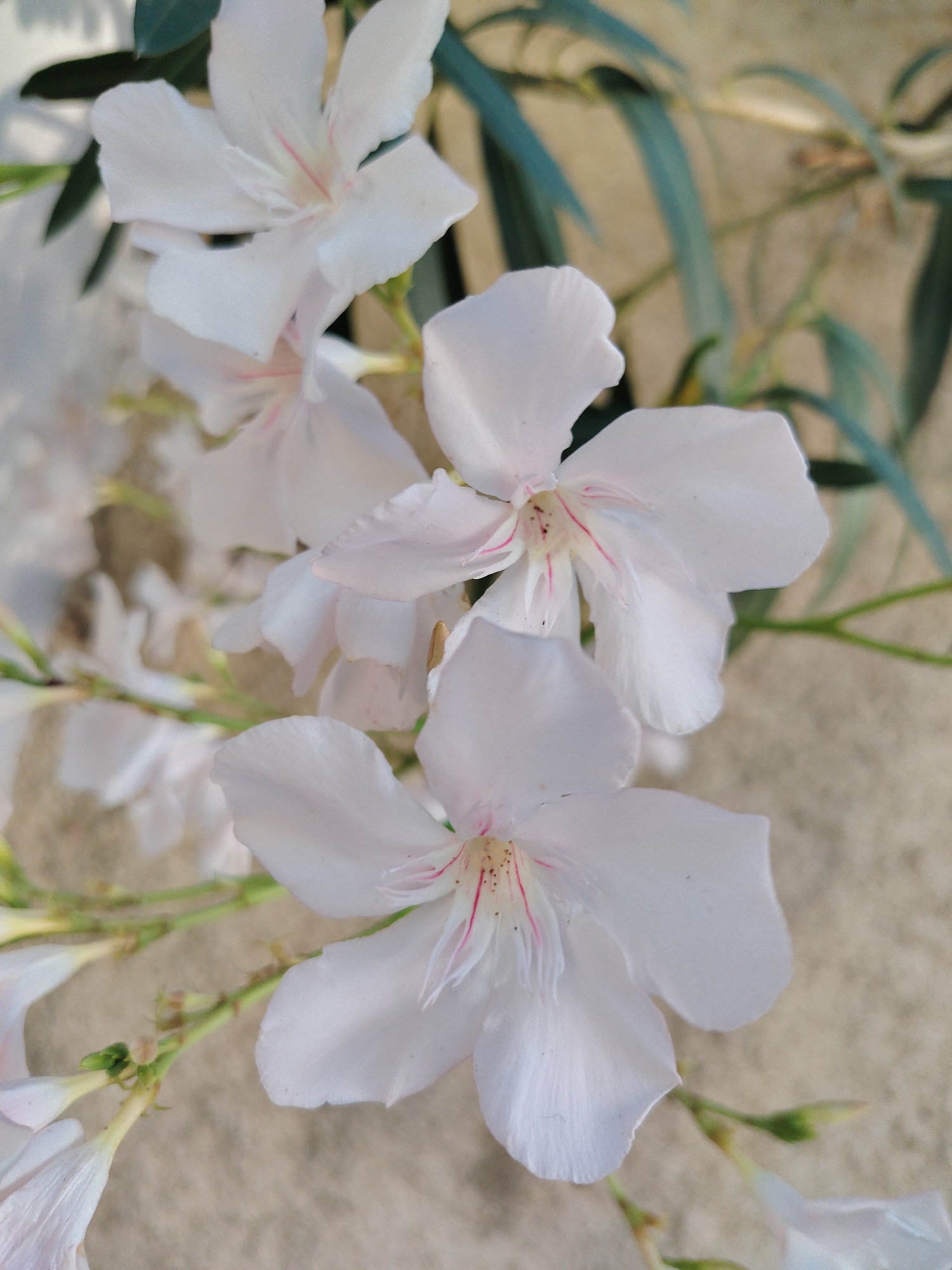 This media file features a close-up, overhead shot of several white oleander flowers with faint pink streaks in their centers. The flowers are the primary subjects, with their delicate petals and visible stamens in focus. The background is a blend of soft green foliage, likely oleander leaves, and a textured, light brown surface that appears to be pavement or stone.
The lighting suggests it's daytime, possibly late morning or early afternoon, with soft light illuminating the flowers. There are no people or specific events depicted. The setting is implied to be outdoors, given the natural elements of the flowers and foliage, and the mention of Konyaaltı, Turkey, places it in a Mediterranean coastal environment, known for its abundant oleander growth. The overall mood is serene and natural, emphasizing the simple beauty of the blossoms. No text is visible in the image.