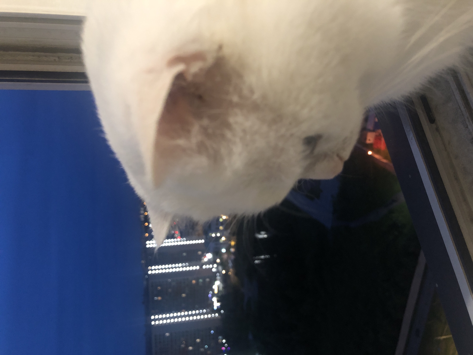 A close-up, slightly blurry shot captures a white cat's head and shoulder looking out a window at night. The cat's fur is fluffy and white, with some darker markings visible on its ear and a faint smudge on its cheek. The cat is positioned on the right side of the frame, its head tilted to the left, observing the city lights in the distance.
Beyond the cat, the scene reveals a cityscape at dusk or night. Numerous tall buildings are illuminated with rows of bright white lights, creating a vertical pattern against the dark blue sky. Scattered amongst the buildings are smaller, colorful lights, suggesting windows or advertisements. The lights create a bokeh effect, indicating the shallow depth of field.
The foreground shows a window frame, with horizontal bars and what appears to be the ledge of the window where the cat is sitting. The bottom part of the image is darker, with some faint reflections on the windowpane. The overall impression is of a quiet moment of a pet observing the urban environment from its vantage point. The location is specified as Unknown, Unknown.