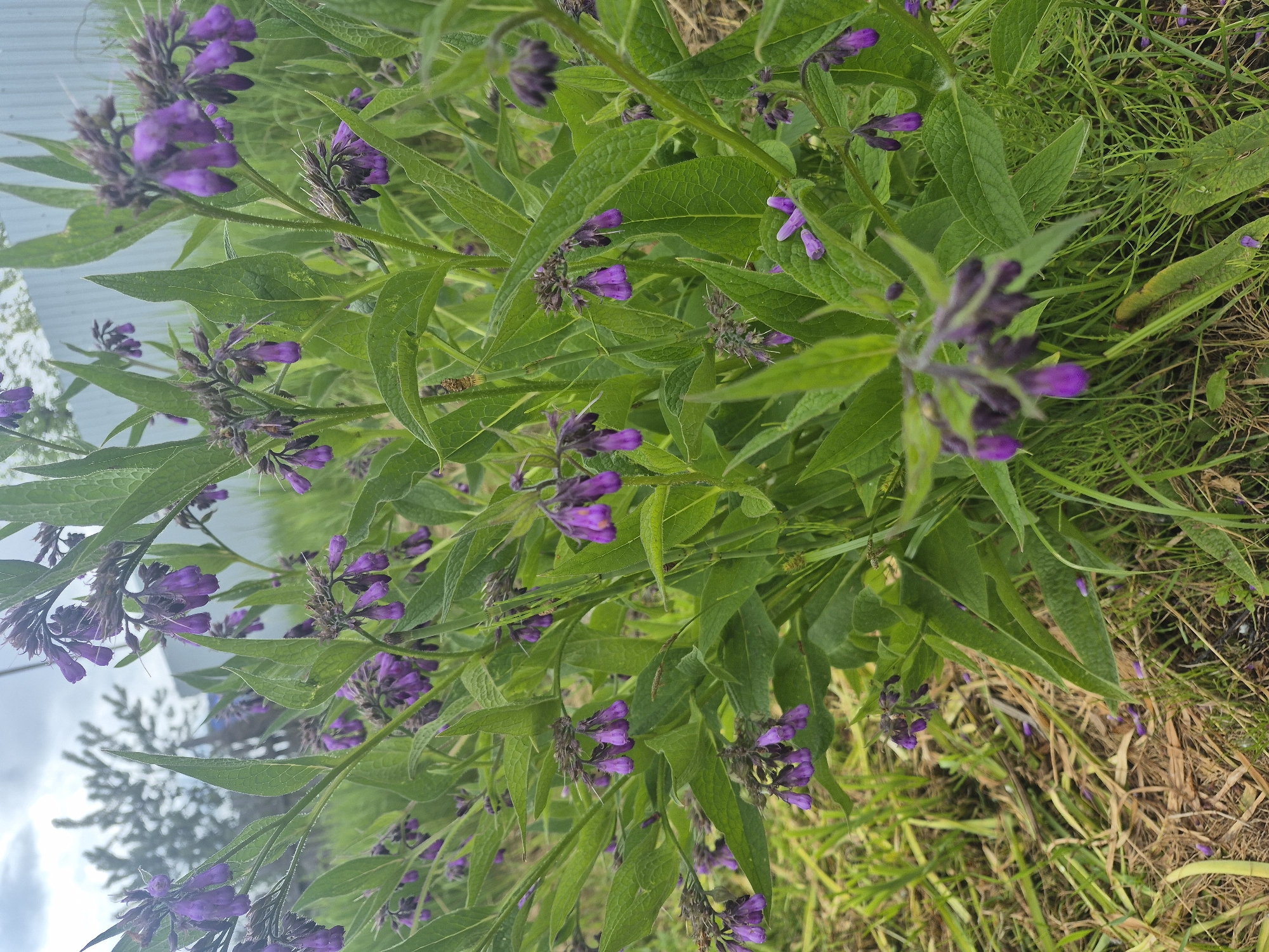The image presents a close-up, upward-angled view of a lush plant characterized by vibrant green leaves and numerous clusters of bell-shaped purple flowers. Many of the flowers are still in bud form, appearing as dark purple, tightly closed structures, while others are partially or fully open, revealing a brighter magenta-purple hue. The leaves are prominently veined, somewhat elongated and pointed, and appear to have a textured or slightly hairy surface.
The plant fills most of the frame, showcasing its dense foliage and floral arrangements. In the background, to the left, a light-colored structure, possibly a fence or building, is partially visible against a cloudy sky. Below this, a darker silhouette of a distant tree or large shrub can be seen. To the right and in the lower portions of the image, areas of green grass and some dry, brown foliage suggest an outdoor, somewhat wild setting, such as a field edge, garden, or natural open space.
The lighting indicates daytime, likely under an overcast or partly cloudy sky, providing soft illumination. No people or animals are visible, and no specific activity is taking place. There is no visible text within the image.
