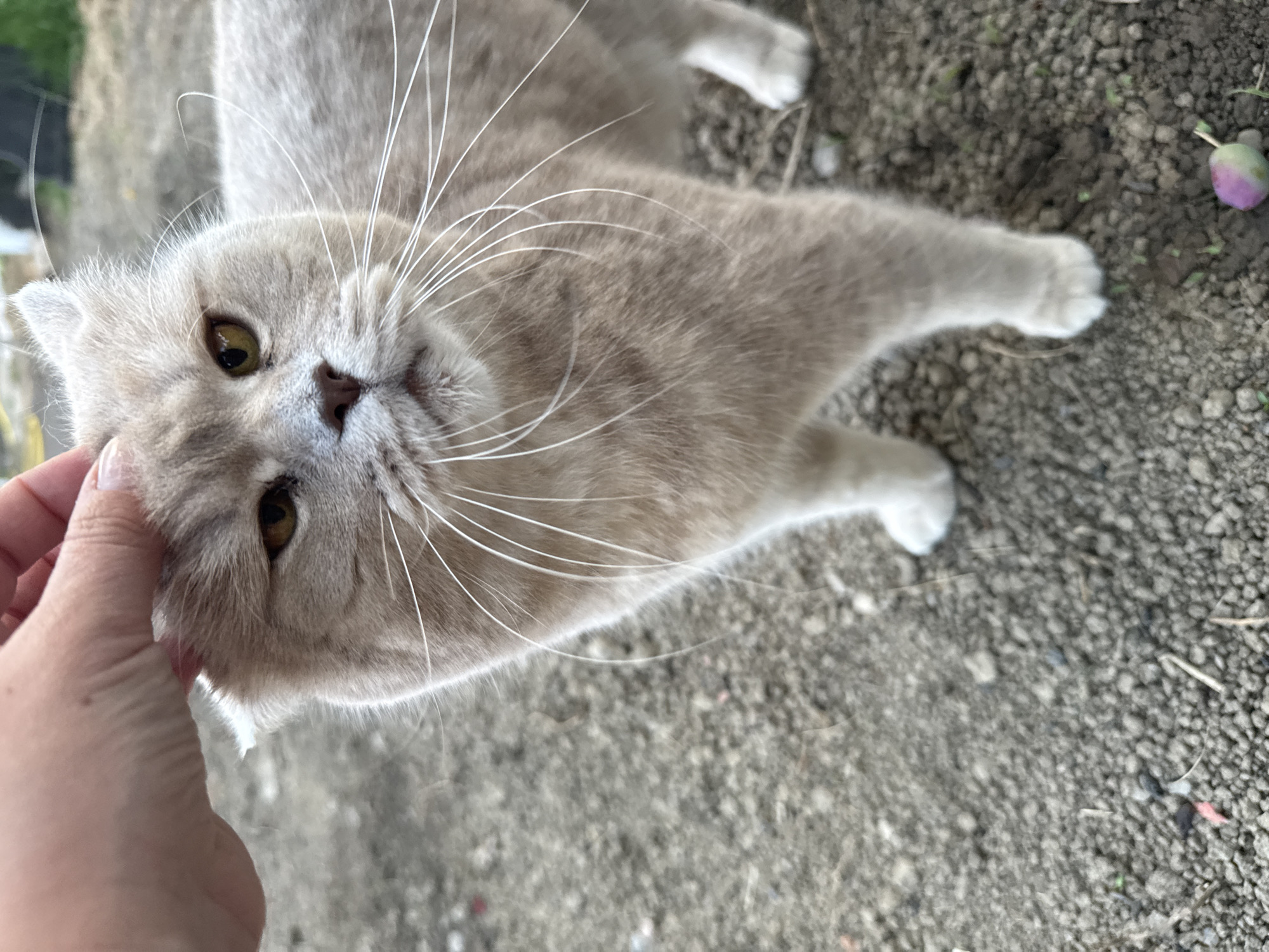 The image depicts a human hand petting a light tan-colored cat in an outdoor setting in Uzhhorod, Ukraine. The cat, possibly a domestic shorthair breed with faintly folded ears, stands on loose, textured dirt and small gravel. Its fur is short and dense, and its eyes are a striking amber-gold. Prominent white whiskers fan out from its muzzle. The human hand, positioned in the upper left of the frame, is fair-skinned with short, manicured fingernails, and is gently stroking the top of the cat's head, near its right ear. The cat's expression appears placid, with its gaze directed slightly towards the viewer. In the lower right foreground, a small, ovate object, exhibiting a purple and green coloration, rests on the ground, resembling an unripe fruit or berry. The background is softly blurred, indicating an outdoor environment.