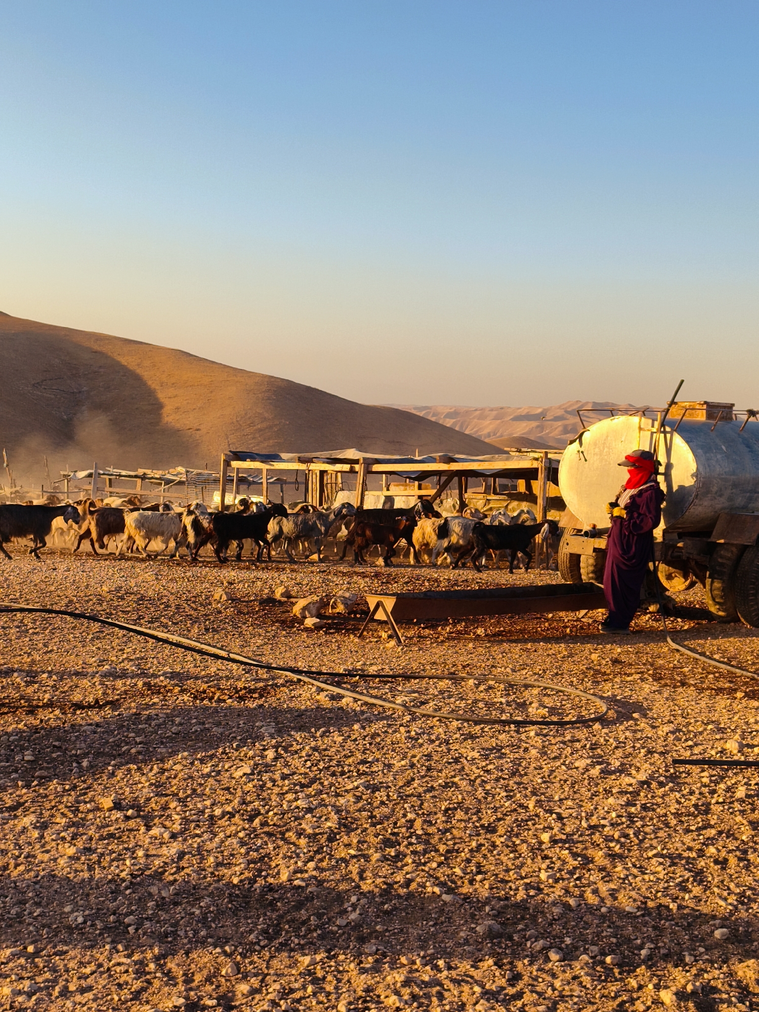 A pastoral scene unfolds in Keidar, Palestinian Territories, as a herd of goats moves across a dusty, rocky terrain under a clear, gradient blue and orange sky. The golden hour light bathes the arid landscape in warm hues, highlighting the textured ground and the distant, undulating hills.
In the foreground, a person stands near a large, silver water tanker truck. The individual is dressed in a flowing, dark purple robe and a red head covering, their face obscured by a red cloth mask. They appear to be supervising or tending to the goats, which are a mix of colors and sizes, some white, brown, and black.
Behind the goats, a simple wooden structure, possibly a shelter or pen, is visible. Dust is kicked up around the animals as they move, suggesting activity and possibly feeding. Black hoses snake across the ground in the foreground, connecting to the water tanker, implying that water is being dispensed. The overall impression is one of a rural, agricultural setting, likely a farm or a settlement.