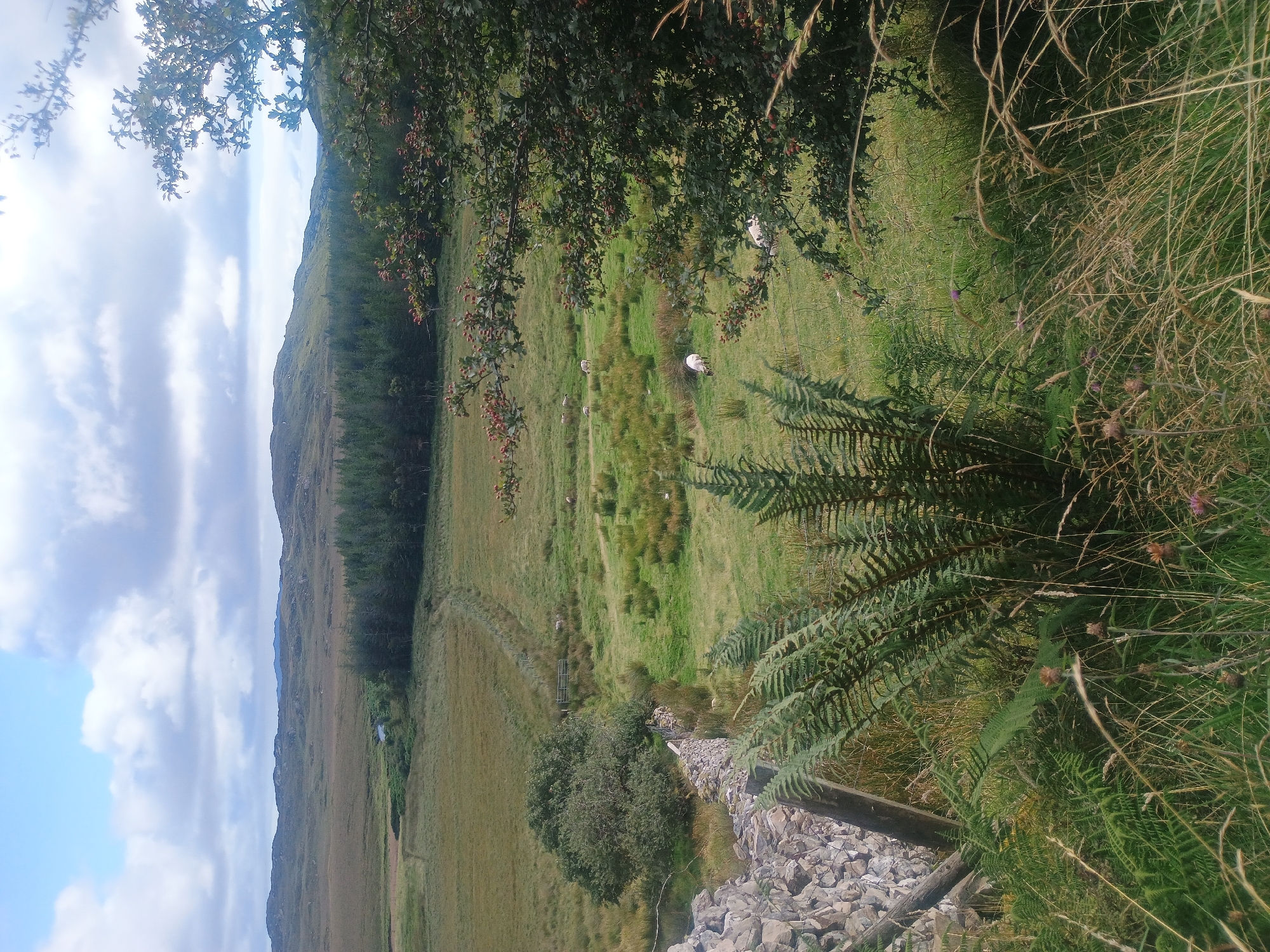 The image depicts a pastoral landscape under a cloudy sky. In the foreground, a dry-stone wall and lush green ferns are visible. Beyond the wall, a rolling green field is dotted with sheep. A winding fence line leads through the field towards a dense stand of coniferous trees in the middle ground. In the background, hills stretch across the horizon, their peaks softened by the distance and atmospheric conditions. The overall scene conveys a sense of natural tranquility.