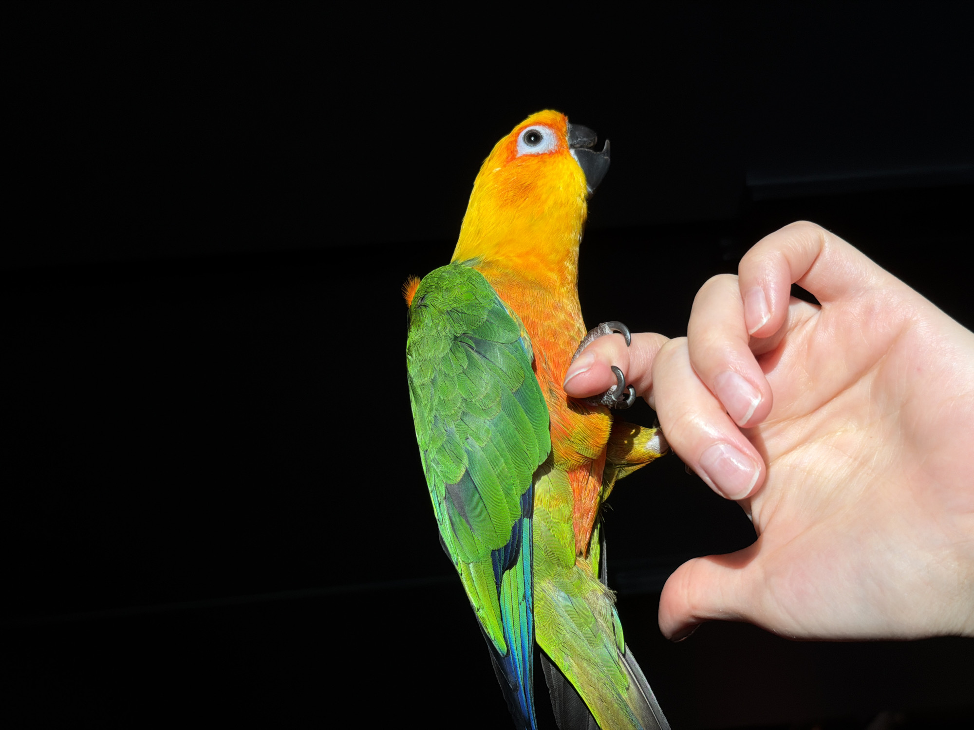 A vibrant green and orange parrot is perched on a person's hand. The parrot's head is bright yellow-orange with a white eye ring and a black beak. Its back and wings are a brilliant green, with hints of blue on the wingtips. The bird's chest is a fiery orange, transitioning to yellow on its belly. The person's hand, with manicured nails, is gently supporting the parrot. The background is a stark black, suggesting a controlled lighting environment. The image does not contain any identifiable elements placing it in Khimki, Russia.