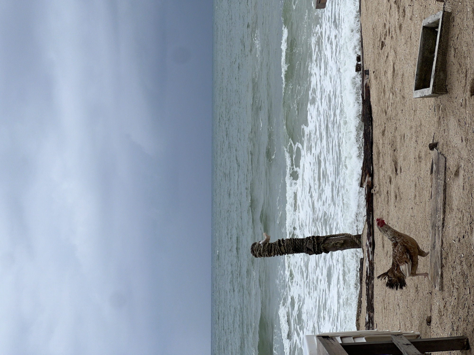 The image depicts a beach scene with a chicken walking on the sand. The chicken is brown and white with a red comb. The beach has a wooden beam, what appears to be a section of dock or eroded structure and a white concrete block near the top right of the image. To the left of the beam, ocean waves crash onto the shoreline. The sky is overcast and gray. The location is unknown.