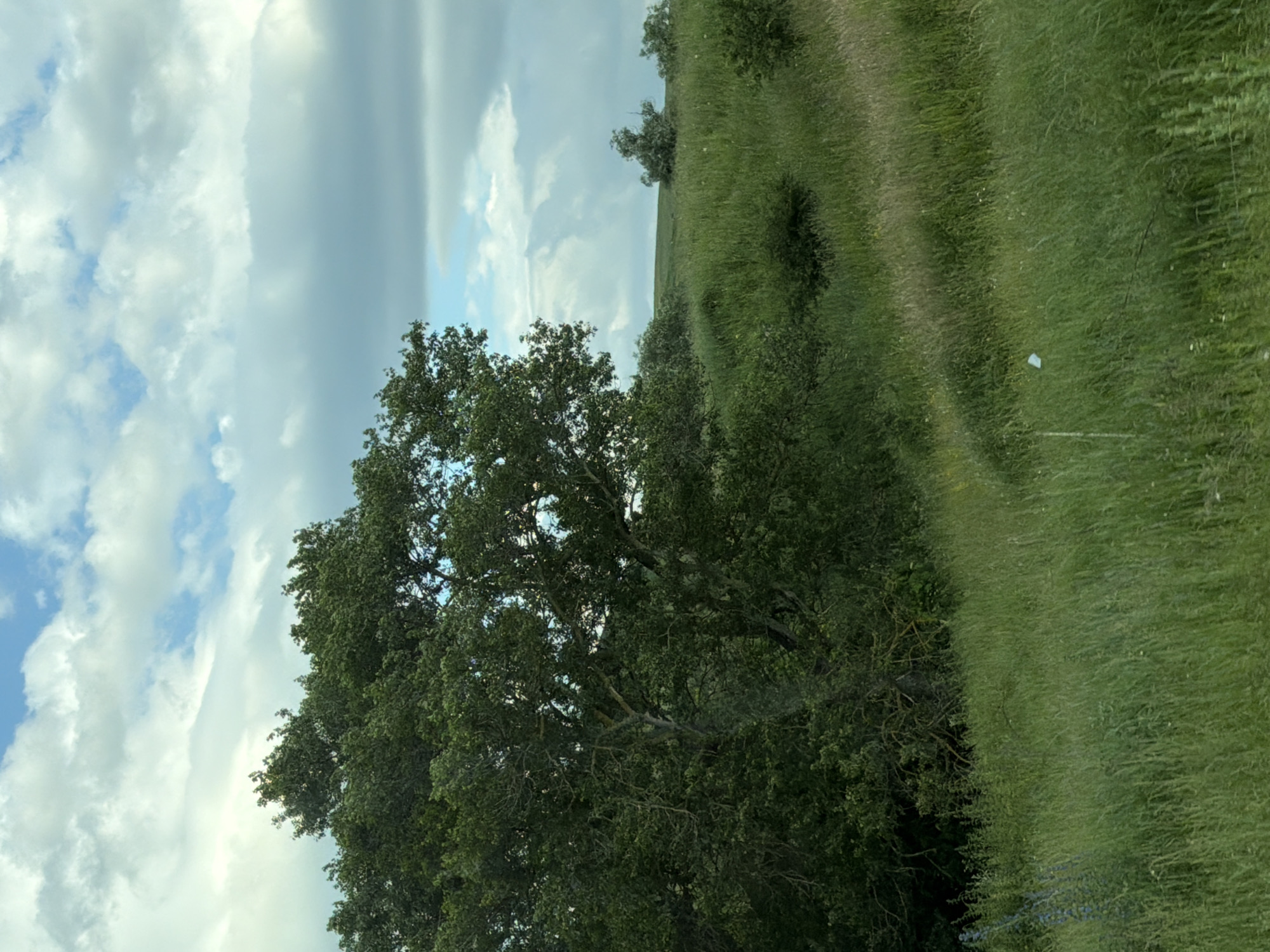 This media file depicts a rural landscape, likely in or around Novaya Dzhegeta, Russia. The scene is dominated by a large, lush green tree in the foreground, its dense foliage obscuring much of the background. To the right of the tree, a vast expanse of tall, green grass stretches upwards, appearing to be a sloped hillside. The grass is somewhat windswept, creating subtle ripples in its texture.

Above the landscape, a dramatic sky unfolds. Large, fluffy white clouds are interspersed with patches of bright blue sky, suggesting fair weather with some cloud cover. The lighting indicates it is daytime, likely late afternoon or early evening given the soft illumination and the mood of the scene.

There are no people or identifiable objects in the foreground or midground, with the exception of a small, white, possibly man-made object barely visible within the grass on the right side of the image. The overall impression is one of natural beauty and tranquility, with a sense of untouched wilderness. The image captures a moment of peaceful natural scenery, emphasizing the scale and texture of the vegetation and the dynamic sky.
