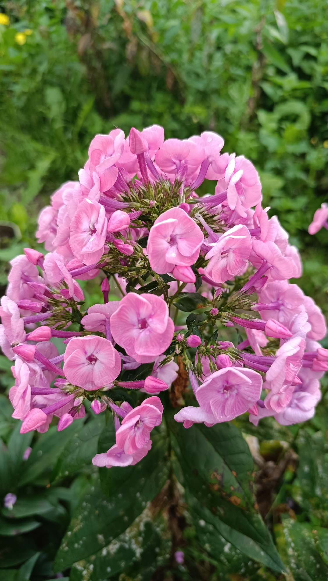 A close-up shot focuses on a cluster of pink phlox flowers, their petals slightly curled and some showing delicate water droplets. The blooms are densely packed, with many buds still closed, showcasing a variety of pink hues from pale to a more vibrant magenta on the stems. The background is a blur of green foliage, suggesting an outdoor garden setting. There are no people or any indication of urban or city elements visible. The scene is entirely natural and floral.