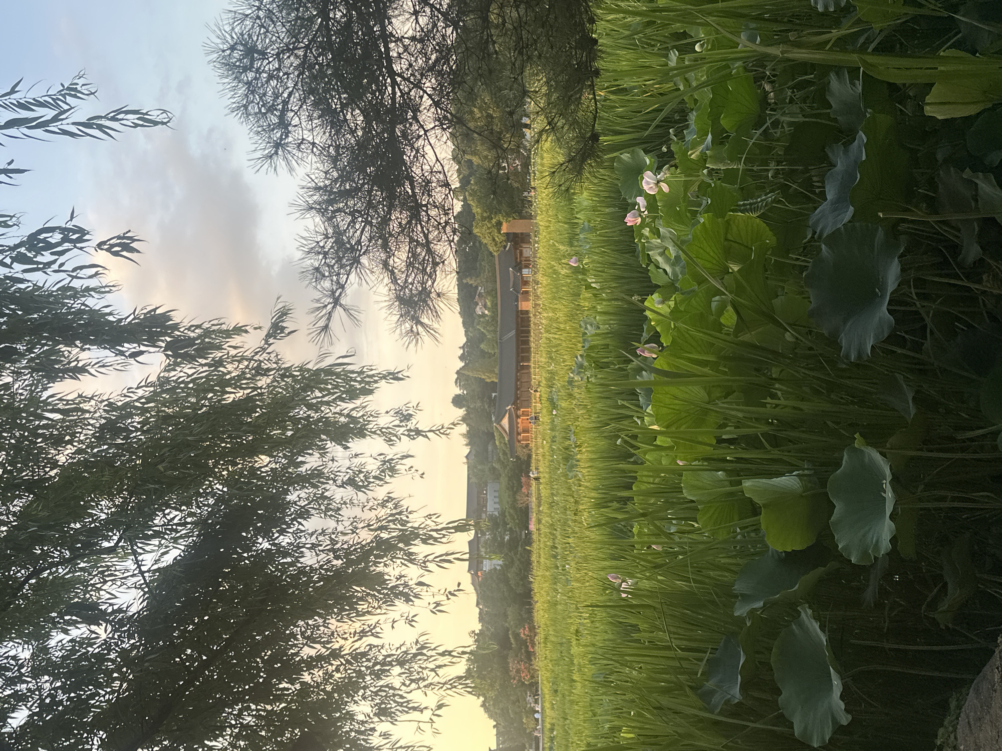 This is an eye-level, medium shot of a pond filled with lotus plants and tall grasses, situated in the vicinity of a traditional Korean building complex. The scene is bathed in the warm, soft light of late afternoon or early evening. In the foreground, large, round, dark green lotus leaves dominate, some catching the light. Several lotus buds and a few partially opened pale pink lotus flowers are visible amongst the dense foliage. The middle ground is a field of vibrant green grasses, with more lotus plants scattered throughout. In the background, a long, low-rise traditional Korean building with a dark tiled roof and wooden eaves is visible. Behind the building, a gentle hillside is covered with trees and some other structures. The sky above is a gradient of pale yellow near the horizon, transitioning to light blue with soft, diffused clouds. To the left, the drooping branches of a willow tree frame the top of the image, and to the right, the spiky branches of a conifer tree intrude into the frame. A few indistinct figures of people can be seen in the middle ground, near the building, suggesting a public park or garden setting. The overall impression is serene and natural, with a touch of architectural elegance. This scene is likely from the traditional Korean village of Hanok Maeul in Jeonju-si, South Korea, given the architectural style and the prevalence of lotus ponds in such cultural heritage sites.