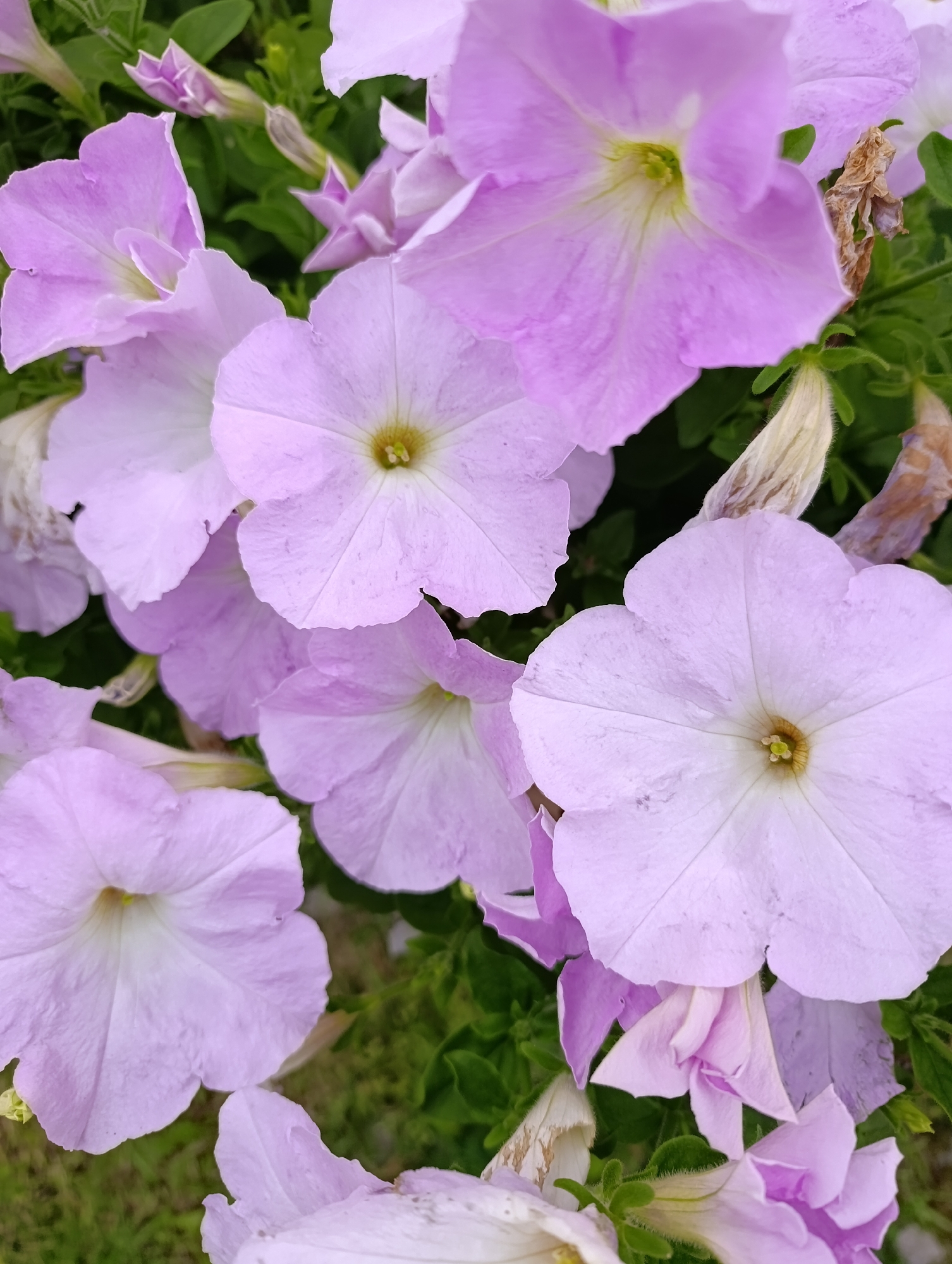 A close-up, overhead view captures a cluster of light purple petunia flowers in bloom. The petals are a soft, pastel shade with subtle veining and a lighter center. Some of the flowers are fully open, revealing their trumpet-like shape and a yellow-green pistil, while others are partially closed buds. Green foliage forms a backdrop, with a few dried, brown elements interspersed among the blossoms. The scene is devoid of any human presence or activity. The image does not provide information about the city of Ryzhiki, Russia, or its specific location within it.
