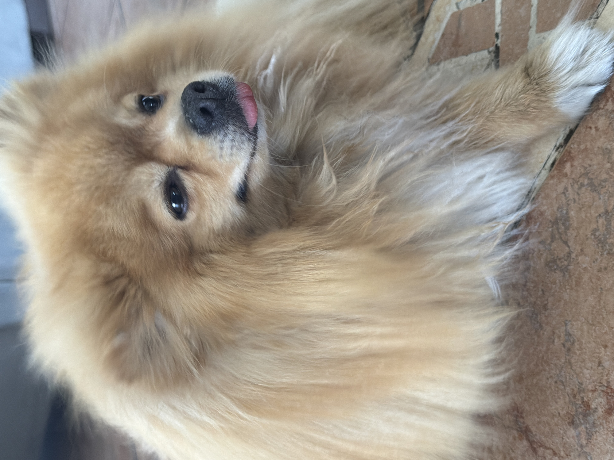 A tan Pomeranian dog is lying on its back on a tile floor. The dog's tongue is sticking out slightly. The tile floor is patterned with brown and beige tiles. The location is unknown.