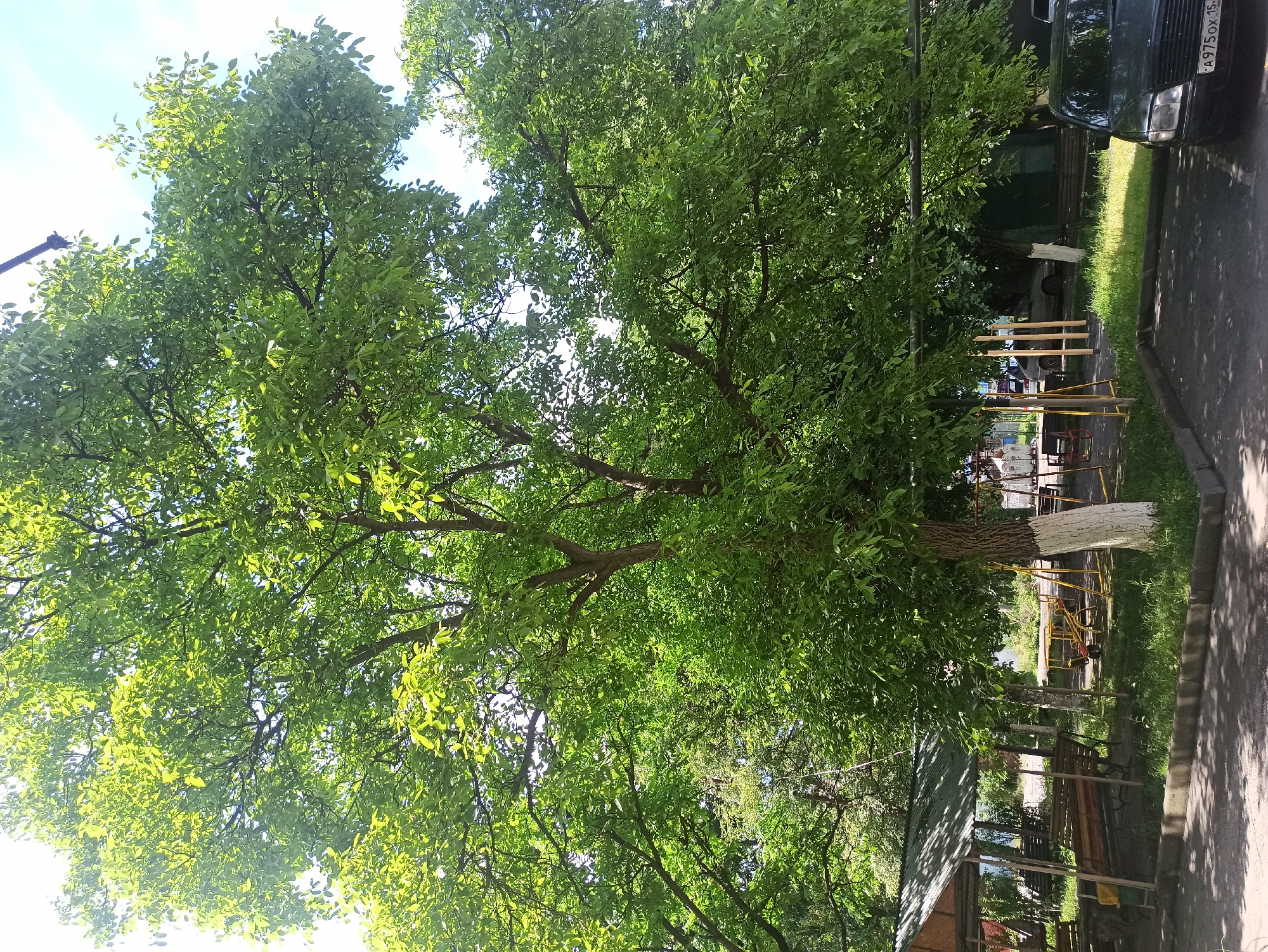 This is a full-shot, eye-level, outdoor, natural-light photograph taken in Atabe, Georgia. The image depicts a mature, leafy tree with bright green foliage dominating the frame, casting shadows on the ground. To the left, a covered seating area with wooden benches is visible, adjacent to a grassy area. In the background, a swing set and other playground equipment are present, along with parked vehicles. The overall scene suggests a residential or communal outdoor space, likely a courtyard or park, on a sunny day.