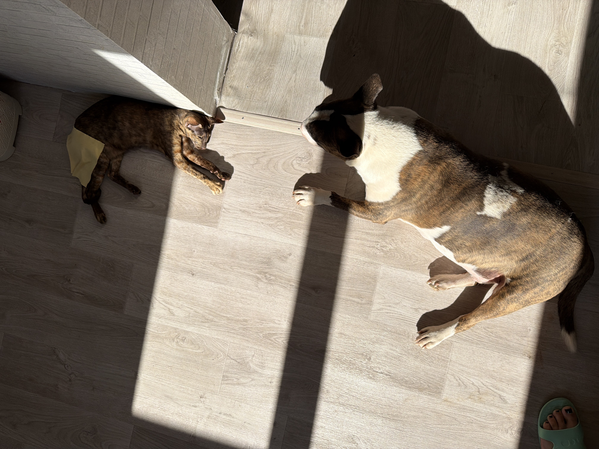 In an indoor scene, a brindle-colored dog and a brindle-colored cat are resting on a light-colored laminate floor. The dog is lying on its back, facing towards the right of the frame, with its head tilted upwards. It has white markings on its chest and face. The cat is lying on its side, with its head resting against the base of a wall. A light yellow cloth is draped over the cat's body. Dramatic shadows from sunlight streaming through a window or doorway fall across the floor, creating a stark contrast with the illuminated areas. In the lower left corner of the image, a person's foot, wearing a light green sandal, is visible. The location is described as being in the city of Chaikovsky, Russia.