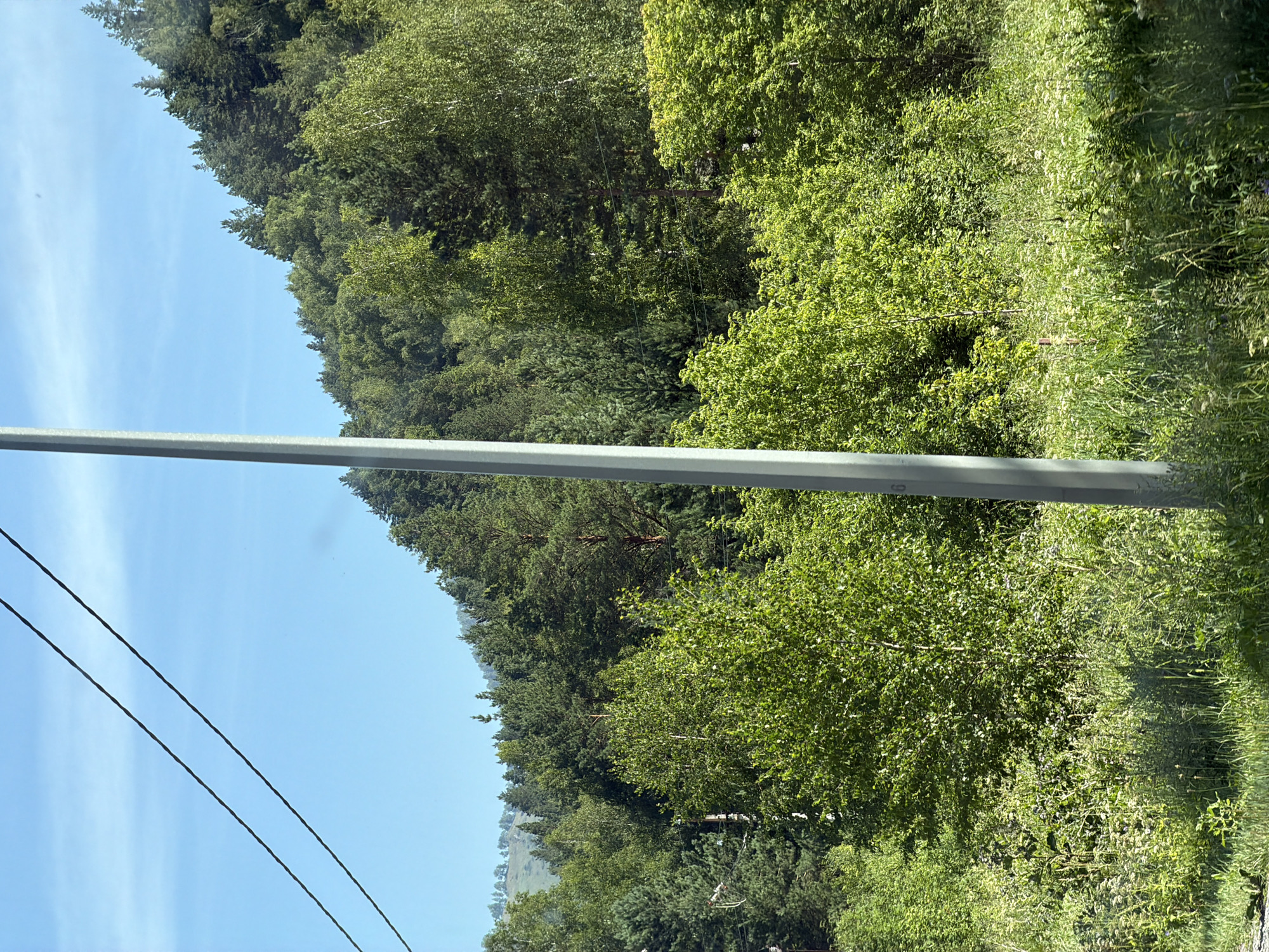The image depicts a rural roadside scene with a dense, sun-drenched forest covering a hillside under a clear blue sky. A tall, grey utility pole stands prominently in the foreground, with two power lines extending diagonally across the upper left quadrant of the frame. The pole is positioned to the right of the center. The forest is a mixture of deciduous and coniferous trees, with lush green foliage dominating the landscape. In the foreground, wild grasses and vegetation grow tall, reaching up towards the lower branches of the trees. The overall impression is one of a natural, undeveloped area, likely on the outskirts of a settlement. The location is identified as Ust-Muny, Russia.