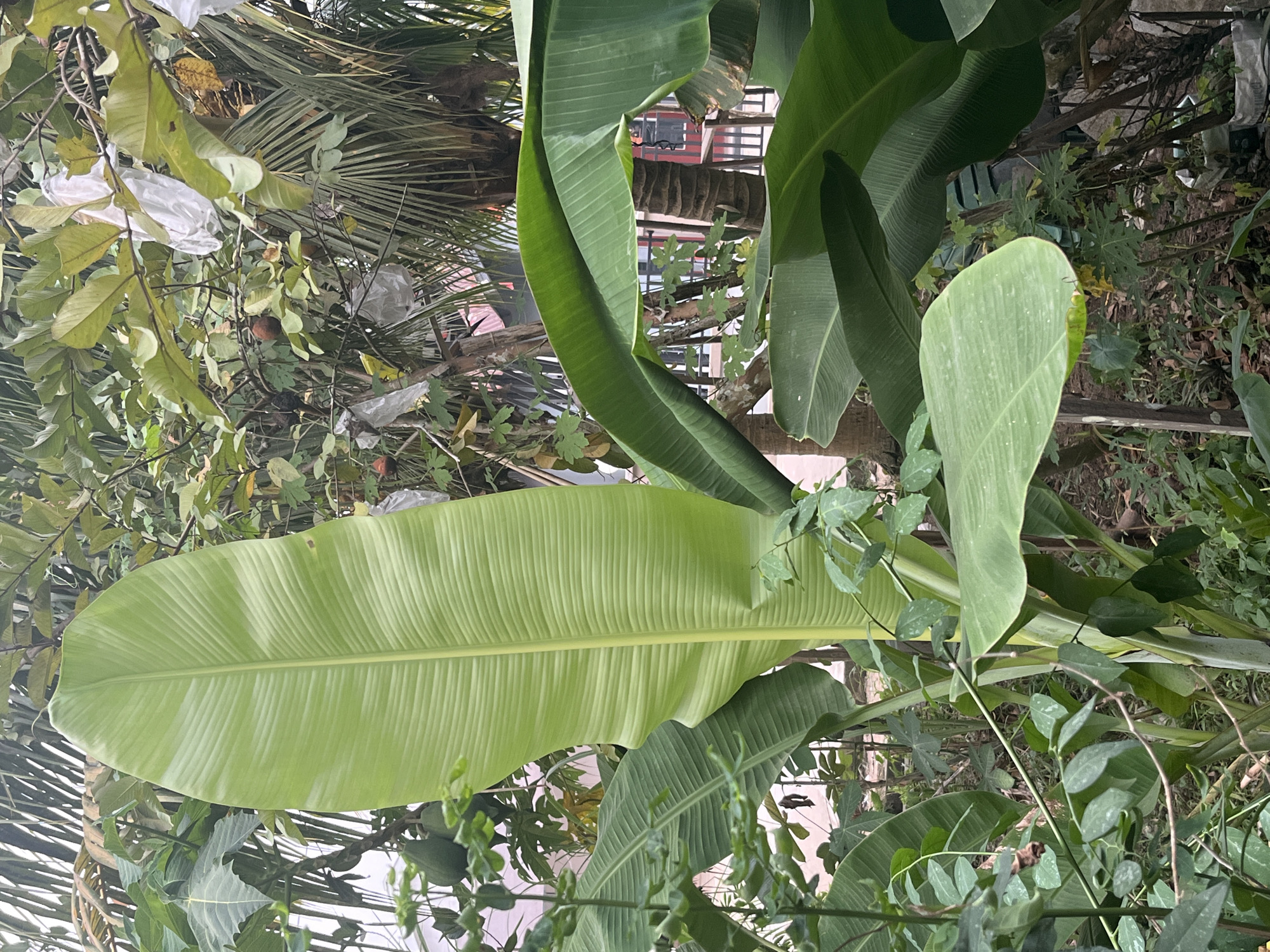 The image depicts a lush, green outdoor scene with several large banana leaves dominating the foreground. The leaves are a vibrant green, with prominent parallel veins running along their surface. Behind the banana leaves, a variety of other tropical plants and trees are visible, creating a dense, verdant environment. Some of these plants have smaller leaves, while others have broader, more textured foliage. In the background, glimpses of a building with red and black accents and a fence suggest a semi-urban or suburban setting. There are also some white plastic bags tied to branches of a tree, possibly for fruit protection or waste. The overall impression is one of natural abundance and growth, with hints of human presence. The scene is likely located in Meliau Hulu, Indonesia, a region known for its tropical climate and vegetation.