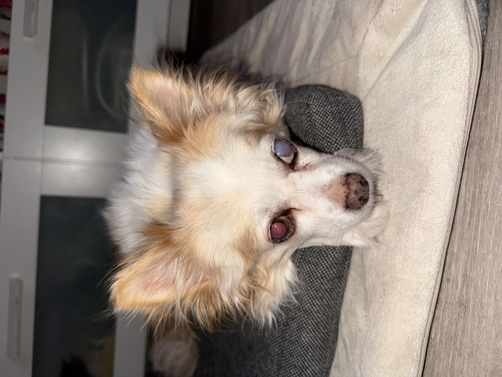 A small, long-haired dog with cream, tan, and white fur is pictured lying comfortably in a plush pet bed. The dog has fluffy, shaggy fur, particularly around its ears which are a warm tan color, blending into lighter cream and white fur on its face and body. Its dark nose appears wet, and it looks directly upwards towards the viewer with an attentive gaze.
A notable detail is the appearance of the dog's eyes: the right eye (from the dog's perspective, on the left side of the image) appears cloudy with a bluish-white tint. The left eye (on the right side of the image) has a distinct reddish-purple hue, possibly due to lighting or a camera flash effect.
The dog is resting inside a light-colored, soft pet bed, which has a textured grey inner lining or cushion. A zipper is visible along the edge of the bed. To the right of the bed, a light-colored wooden floor or furniture surface can be seen. In the background, behind the dog's head, there is a white cabinet or door with a dark, reflective panel or glass insert, suggesting an indoor setting. The overall scene conveys a calm domestic environment. There is no visible text in the image.