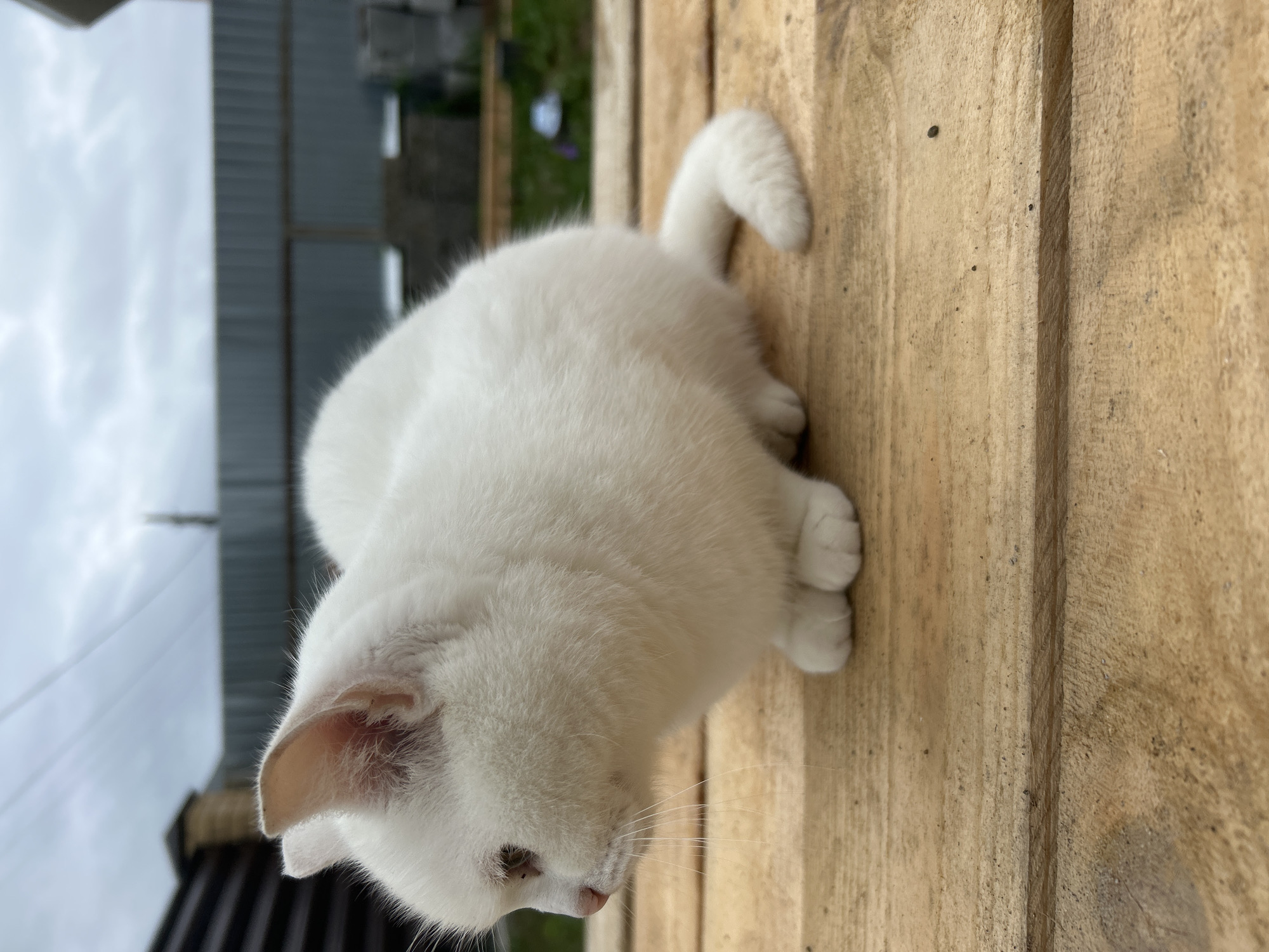 A fluffy white cat is sitting on a wooden surface, looking to the left. The cat has pink ears and nose and its eyes are partially closed. The background consists of a fence and some vegetation under an overcast sky. The scene appears to be outdoors in a residential area, possibly a backyard. There are no people visible in the image. The cat is the sole subject.