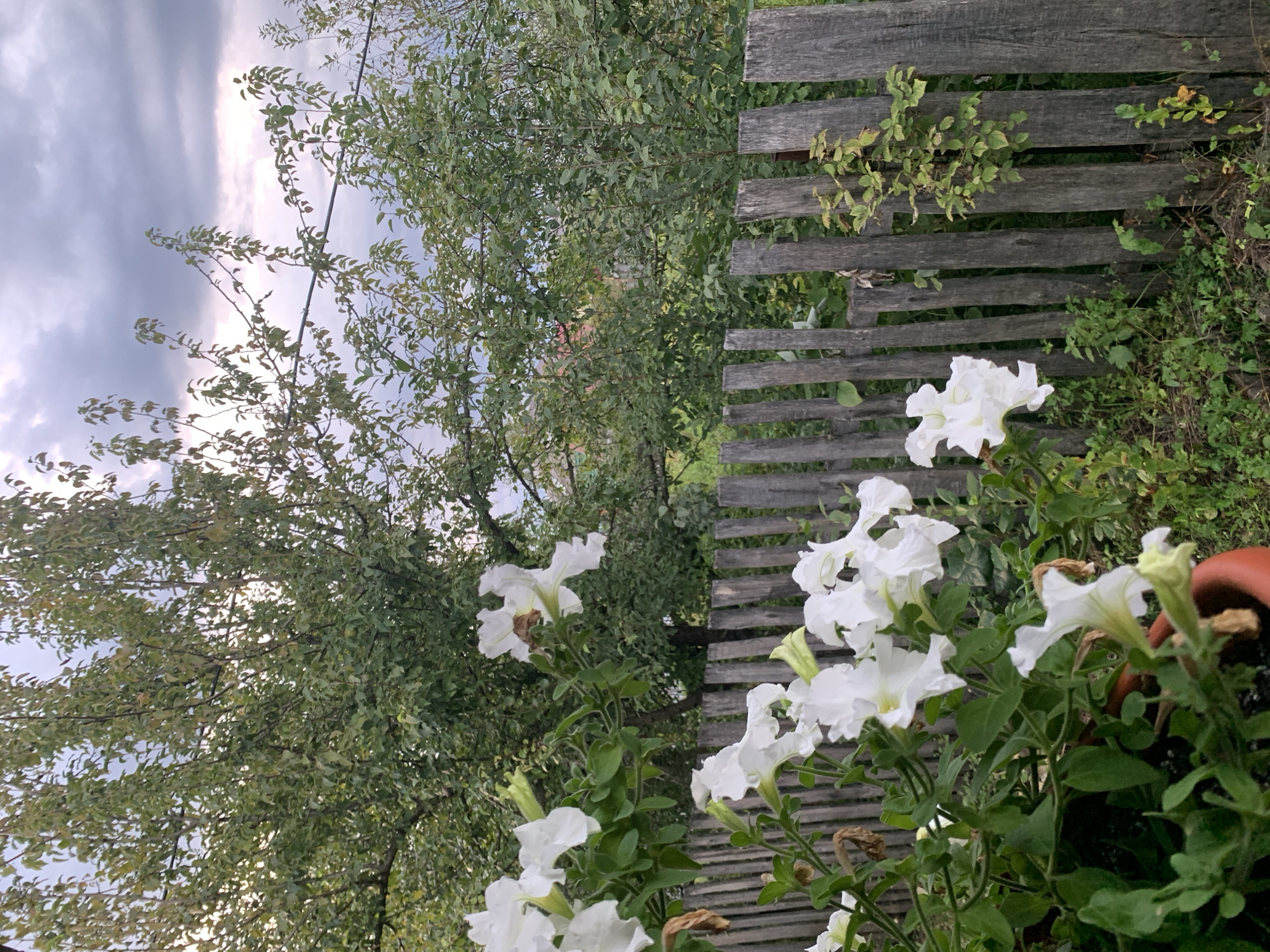 This image depicts a close-up view of white petunias in a planter, positioned in front of a weathered wooden fence. Behind the fence, lush green trees create a dense backdrop, with a cloudy sky visible through the foliage. The scene appears to be in a natural or garden setting, likely outdoors. There are no people or animals present. The focus is on the flowers and the rustic fence. No specific landmarks or indications of Asha, Russia, are visible in the image.