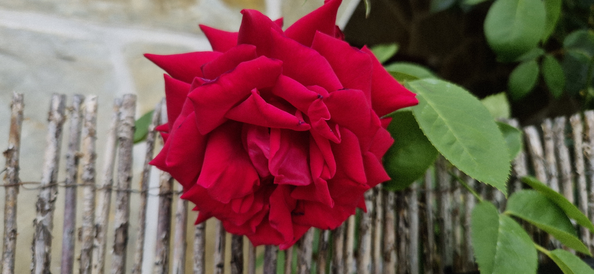 A close-up shot focuses on a vibrant red rose, its petals unfurling in a lush display. The rose is the central subject, filling the majority of the frame. Behind the flower, a rustic fence made of thin, vertical wooden poles runs horizontally across the lower half of the image. The fence is partially obscured by the rose and some green leaves, indicating the rose is growing near or through it. In the background, a soft, out-of-focus texture, possibly a wall or building, suggests an outdoor setting. The lighting appears soft and natural, with no harsh shadows, hinting at an overcast day or a shaded area. The depth of field is shallow, keeping the rose sharp and the background blurred, emphasizing the bloom. No people or text are visible in the image.