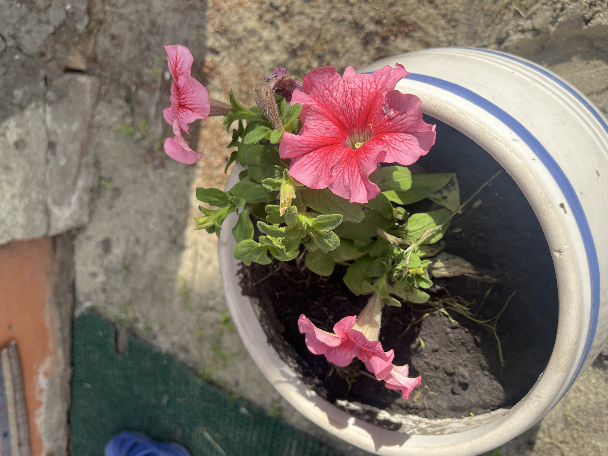The image shows a close-up of a large, white ceramic pot with blue stripes, containing pink petunias. The pot is situated outdoors on a textured surface that appears to be a mix of gravel and a green mat. To the left of the pot, a weathered, grey stone wall and a rough orange-colored surface are visible. The petunias are the main focus, with a large, vibrant pink bloom at the top center and two smaller, delicate pink flowers in the lower left and bottom center of the frame. Green leaves and stems fill the pot, with dark soil visible beneath them. The lighting suggests it is daytime, with bright sunlight casting shadows. The scene appears to be in a garden or yard setting. There is no visible text in the image.