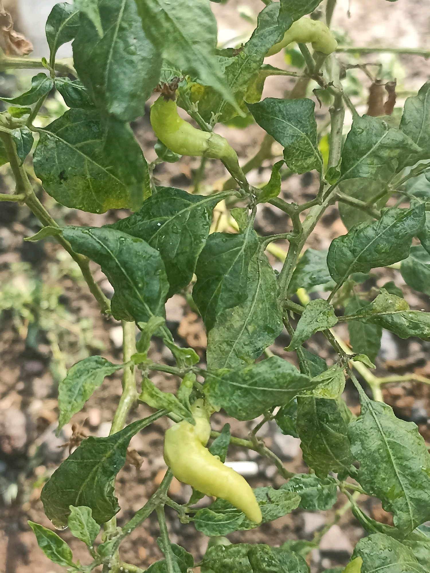 The image is a close-up, high-angle shot of a chili pepper plant with several unripe, pale green chili peppers and green leaves. The plant is growing outdoors in what appears to be a garden or natural setting, with soil and some debris visible in the background. The leaves are broad and have visible veins, some appearing slightly wilted or damaged. Water droplets are present on some of the leaves, suggesting recent rain or watering. The chili peppers are elongated and curved, with a few small brown spots on some of the upper ones. The overall lighting suggests it is daytime. The location is identified as Mojopanggung, Indonesia.