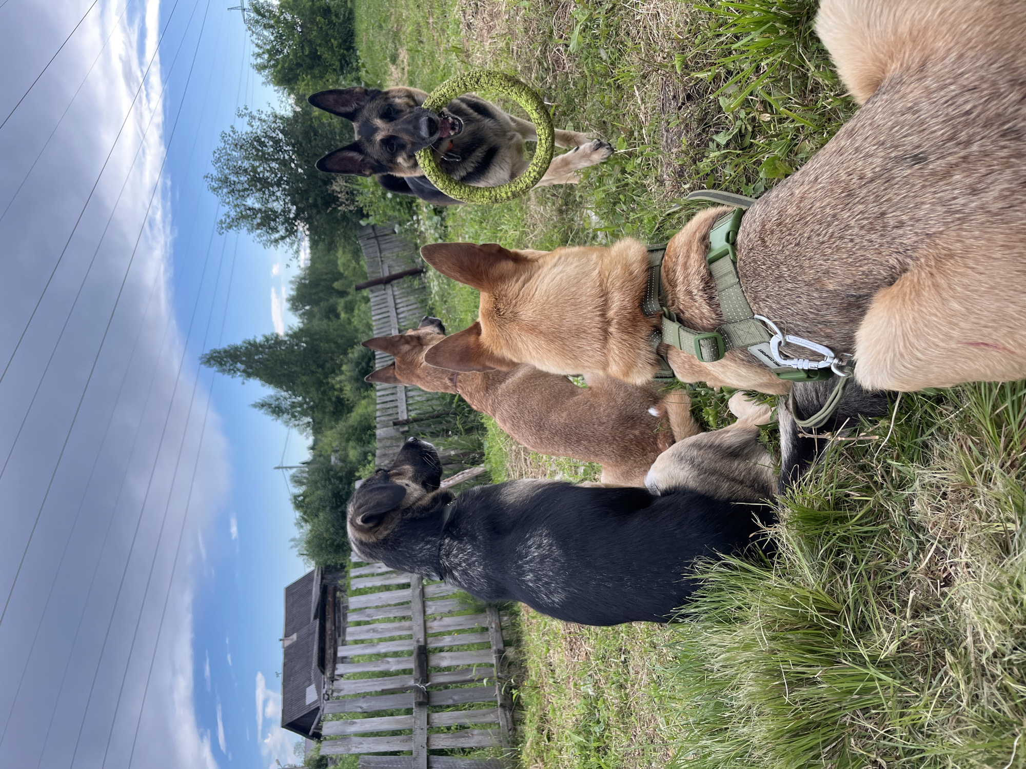 This media file shows a group of dogs playing in a grassy outdoor area. The dogs are of various breeds and colors, including German Shepherd, and appear to be of different sizes. One dog in the upper center of the frame is holding a green, ring-shaped toy in its mouth, suggesting they are engaged in play. The scene is set in a rural or suburban environment, with a weathered wooden fence and some trees visible in the background. A rustic wooden building, possibly a shed or a small house, is also present behind the fence. The sky is blue with some scattered clouds, and there are power lines stretching across the frame, indicating a developed area nearby. The lighting suggests it is daytime, possibly late morning or afternoon, with bright sunlight. The dogs' expressions and postures convey a sense of energetic playfulness. No people are visible in the image. There is no visible text. The overall atmosphere is one of outdoor fun and canine companionship in a natural setting.