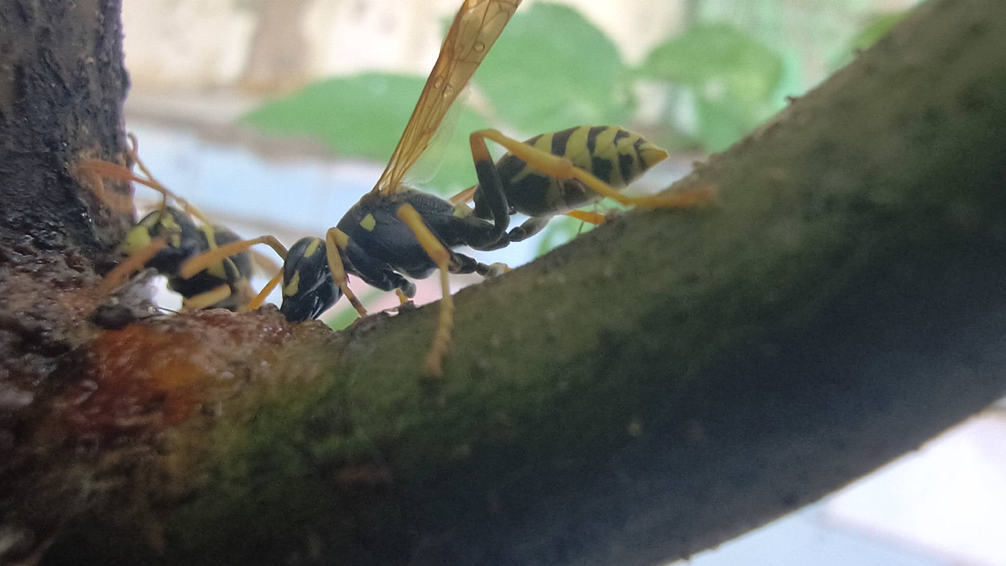 In Mikhaylovka, Russia, two yellow and black wasps are perched on a tree branch. The wasp in the foreground is in focus, displaying its segmented body, transparent wings, and long legs. The second wasp, slightly out of focus, is positioned behind and to the left of the first. The branch is rough and textured, with patches of moss or lichen. The background is blurred, showing hints of green foliage and a pale sky, suggesting an outdoor setting. The wasps appear to be feeding or resting on the branch.