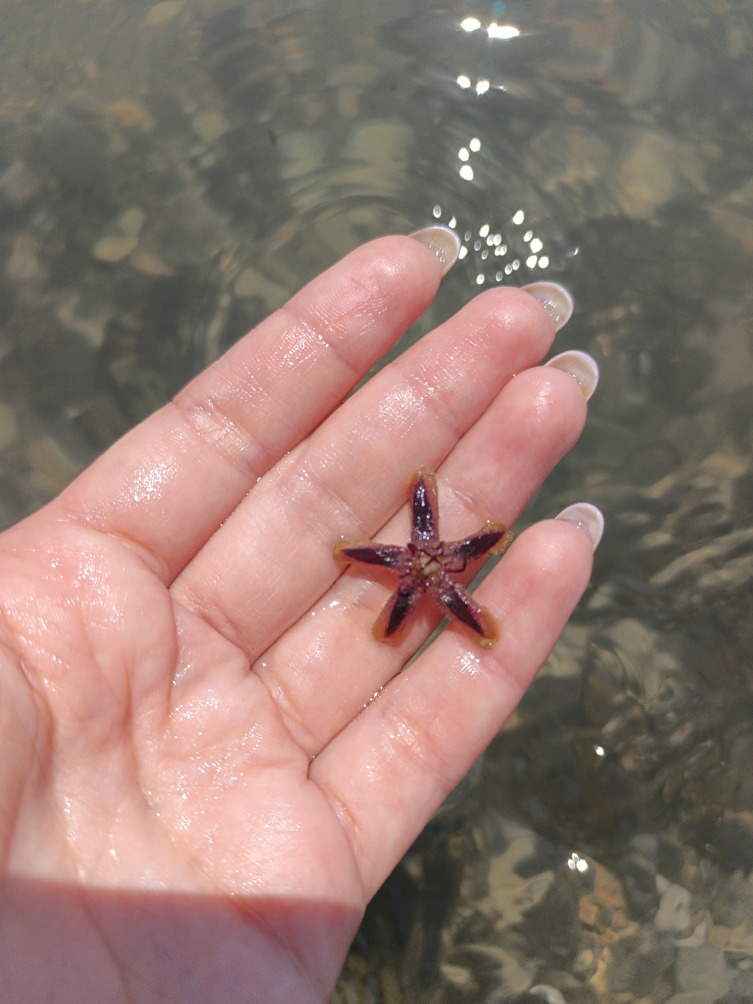 A close-up, high-angle overhead shot captures a fair-skinned human hand, appearing wet, holding a small, five-pointed starfish in shallow, clear water in Krinitsa, Russia. The hand is positioned with the palm facing upwards and slightly to the left, revealing clearly painted fingernails. The starfish, approximately 3-4 centimeters in diameter, exhibits a deep reddish-purple coloration at its central disk and inner arms, transitioning to a yellowish-brown hue at the tips of its five pointed arms. The water below the hand is transparent, allowing visibility of a seabed composed of various small, irregularly shaped pebbles and rocks in shades of dark grey, brown, and light beige. Numerous bright, circular and elongated reflections of sunlight are visible on the water's surface, indicating sunny conditions. The skin of the hand appears taut and is glistening with moisture.
