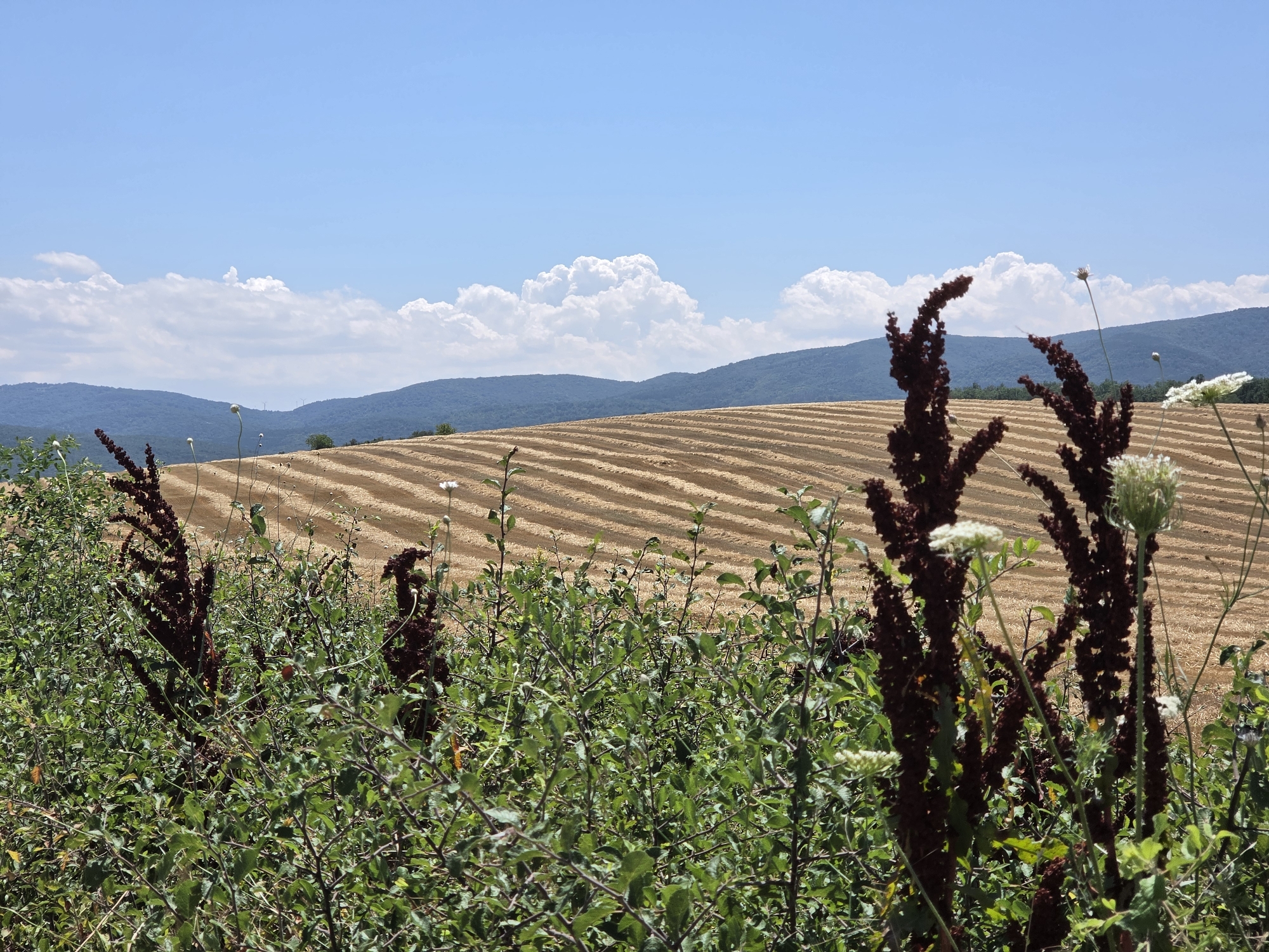 In a rural, outdoor environment under a bright blue sky with scattered white clouds, a harvested field is visible in the mid-ground, with rows of straw lying in parallel lines. The field slopes gently upwards towards a line of blue-green, tree-covered hills in the distance. In the foreground, lush green foliage with some reddish-brown seed stalks and small white flowers obscures the bottom portion of the image. The overall scene depicts a sun-drenched landscape.