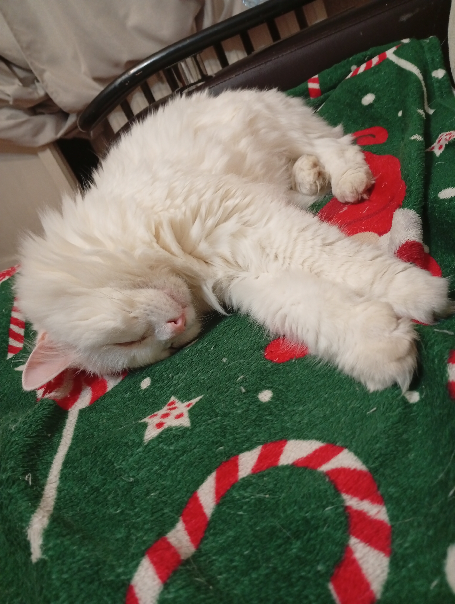 A fluffy, white cat is sleeping on a green fleece blanket patterned with red and white candy canes, stars, and holiday-themed decorations. The blanket is draped over a dark brown chair. The background is partially visible, showing a wall and possibly another piece of furniture. The scene is indoors. There is no information to suggest the location is Naberezhnye Chelny, Russia.