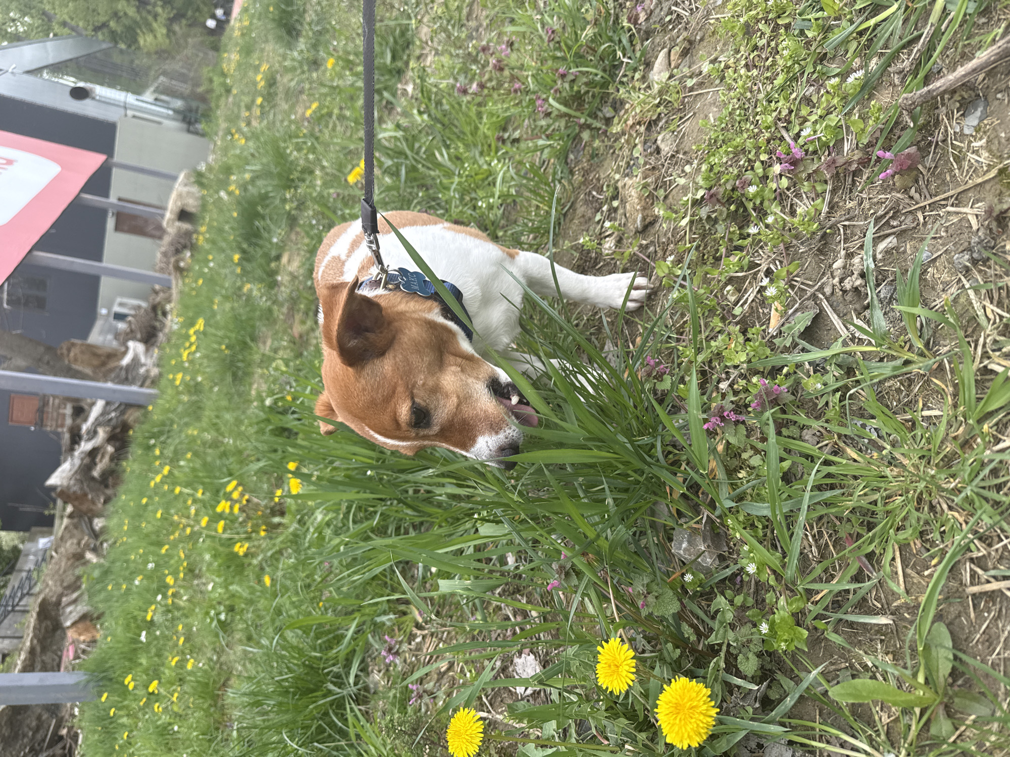 A medium shot captures a brown and white dog lying on a grassy area with dandelions and other vegetation. The dog has a dark leash attached to a blue collar. The dog is positioned in the lower right foreground of the image, with its head angled towards the center of the frame. The background includes a building and possibly a structure of some sort with a red sign or panel on it. The location is not specified, so it remains in the city of Unknown, Unknown.