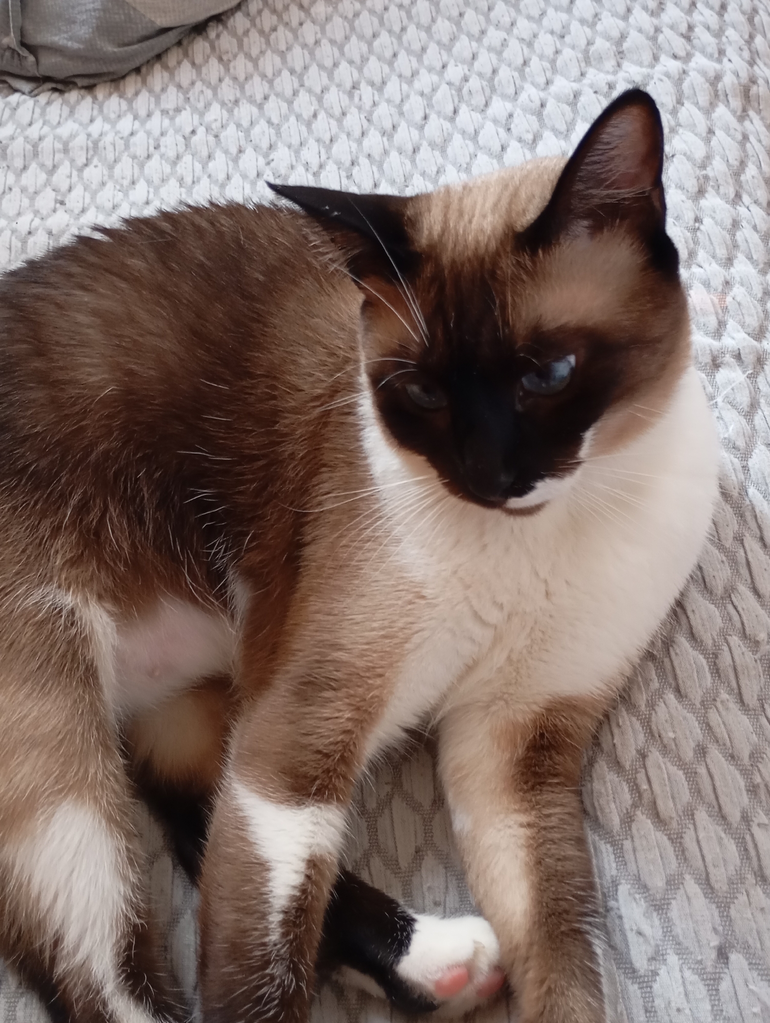 A Siamese cat is lying on a textured grey surface, possibly a bed or sofa. The cat is facing to the right, with its head turned downwards. Its fur is a mix of brown, tan, and white, with darker brown markings on its face and ears. The cat has striking blue eyes. The background is a soft, textured grey fabric. There are no visible people or specific landmarks that would indicate a location in Batumi, Georgia.