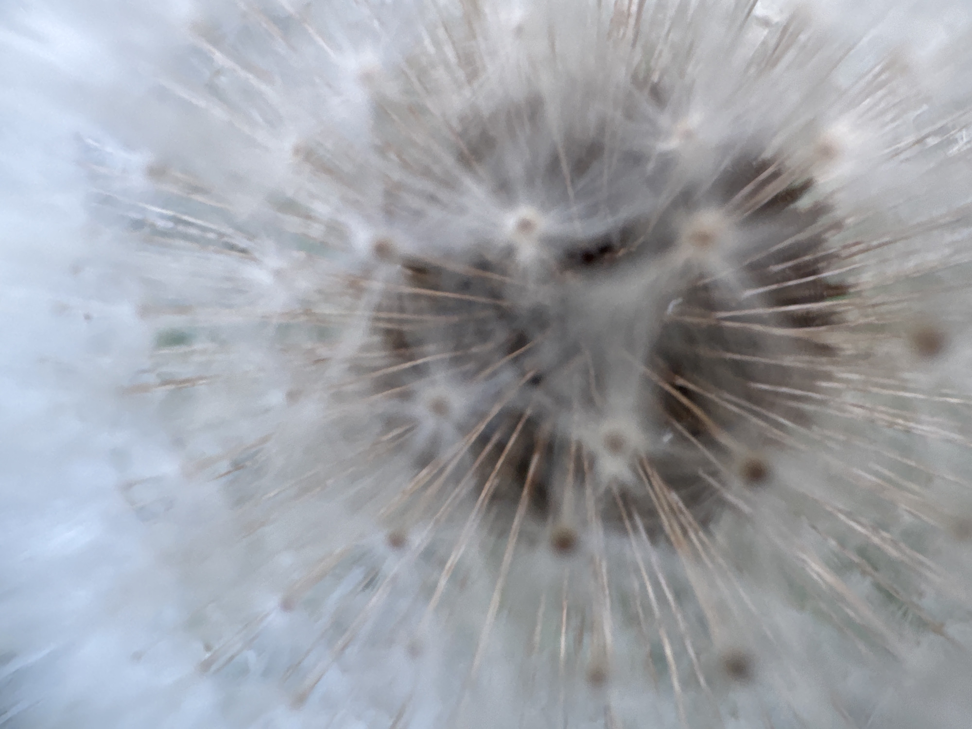 The image is a close-up, macro photograph of a dandelion seed head. The center of the seed head is dark, with numerous light-colored filaments radiating outwards. Some of these filaments appear to have small, brown seed attachments. The overall impression is one of softness and delicate structure, with a shallow depth of field that blurs the background and highlights the intricate details of the dandelion. The image does not depict any recognizable landmarks or features that would allow for identification of a specific location within Strășeni, Moldova. There are no people or actions depicted in the image.