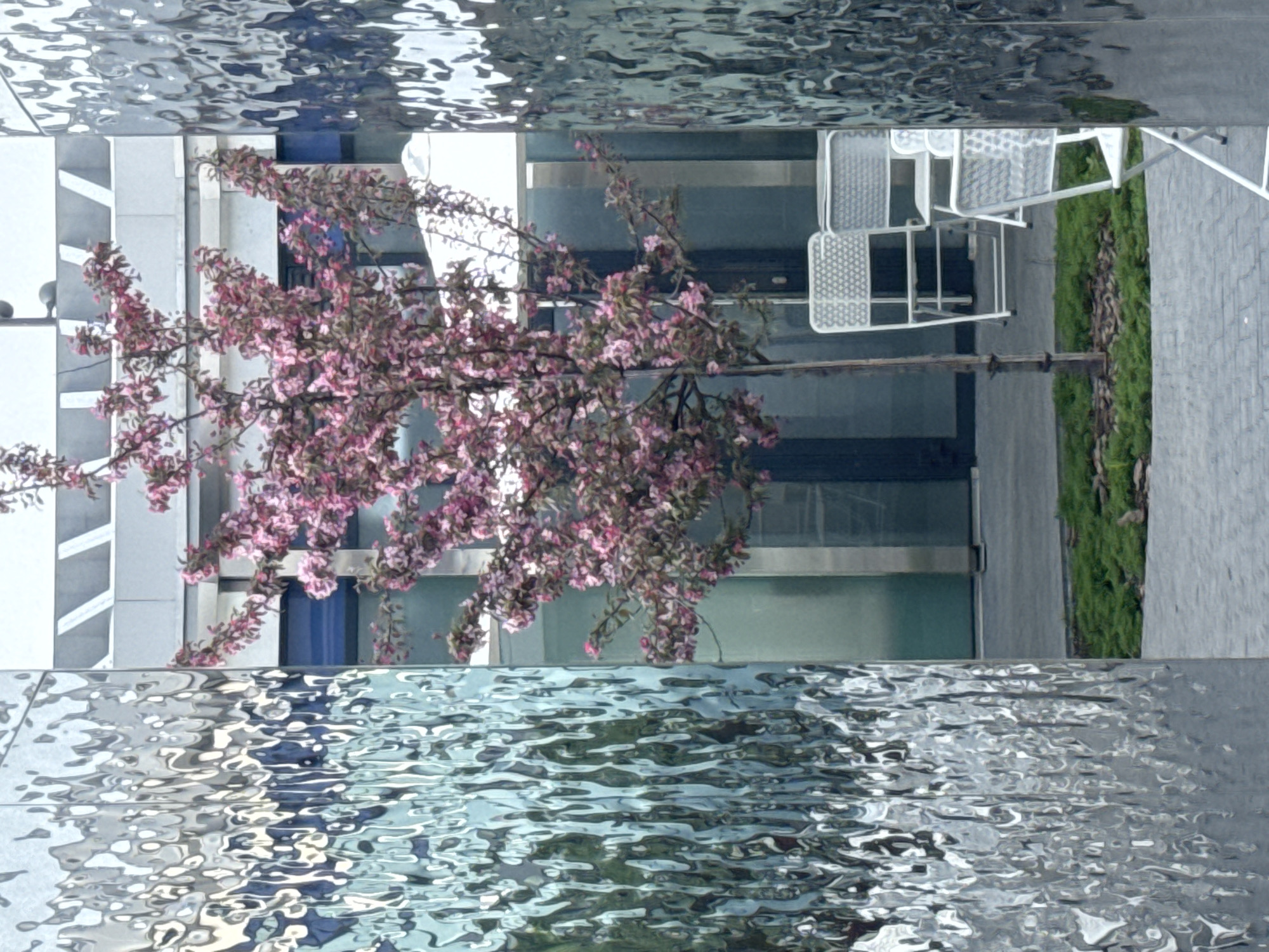The image appears to be a reflection of a cityscape in a rippled, reflective surface, possibly water or a polished material. A blossoming tree with pink flowers is centrally placed, its branches extending across the middle of the frame. Above and below the tree, distorted reflections of buildings, windows, and sky are visible. To the right, there are metal chairs and some greenery. The scene is in the city of Kazan, Russia.