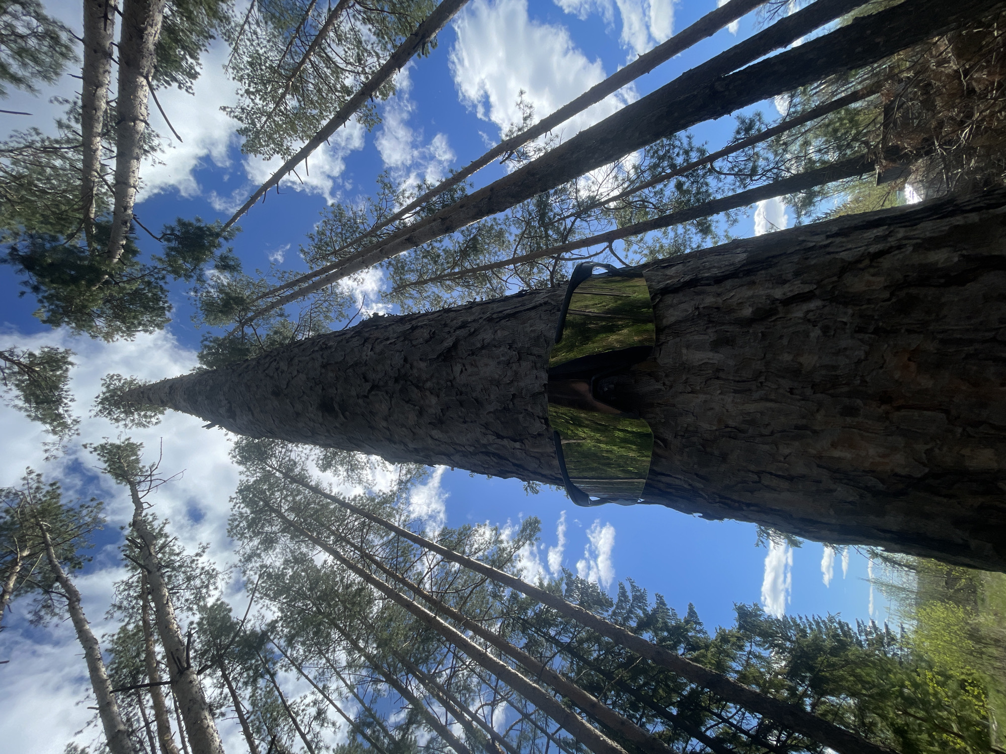 The image, taken in Подшивалово, Russia, depicts a low-angle perspective looking up through a dense pine forest. The sky is blue with scattered white clouds. Several tall pine trees frame the view, their trunks angled towards the center of the frame. A mirror is attached to one of the tree trunks, reflecting a portion of the surrounding forest and sky.