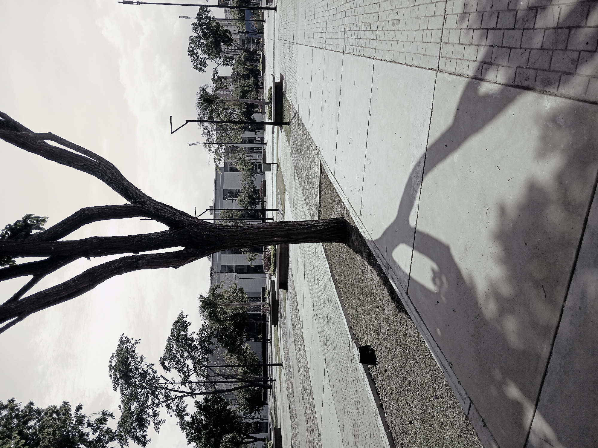 The image portrays a peaceful outdoor public space, likely a park or a wide promenade, in Ciudad Guayana, Venezuela. The scene is presented in a desaturated, almost monochrome palette, which highlights textures and the interplay of light and shadow.
A prominent, large tree with a dark, textured trunk and robust branches occupies the left foreground, its canopy extending upwards and to the right. The tree casts a significant, sharply defined shadow across the adjacent paved walkway and onto a strip of green grass, indicative of a bright, sunny day.
The walkway features a pattern of light-colored concrete slabs interspersed with sections of textured, possibly brick or stone, pavers. This path stretches into the background, bordered by manicured grass areas. Along the walkway, several modern streetlights or lamp posts are visible, as are dark-colored benches in the mid-ground, suggesting a public seating area.
In the background, behind the line of trees, various urban buildings with visible windows and flat roofs can be seen. The landscape also includes other types of trees with dense foliage and some palm trees, contributing to a lush, albeit desaturated, environment. The sky above is bright with some cloud formations. The absence of people creates a serene and quiet atmosphere. No discernible human activity or event is taking place. The overall impression is one of calm, with strong graphic elements created by the architecture and the dramatic shadows. There is no visible text in the image.